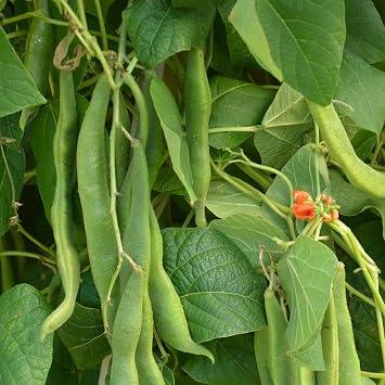 PREMIER SEEDS DIRECT - Runner Bean - Scarlet Emperor - 70 GRAM ~ Approx 70 Finest Seeds