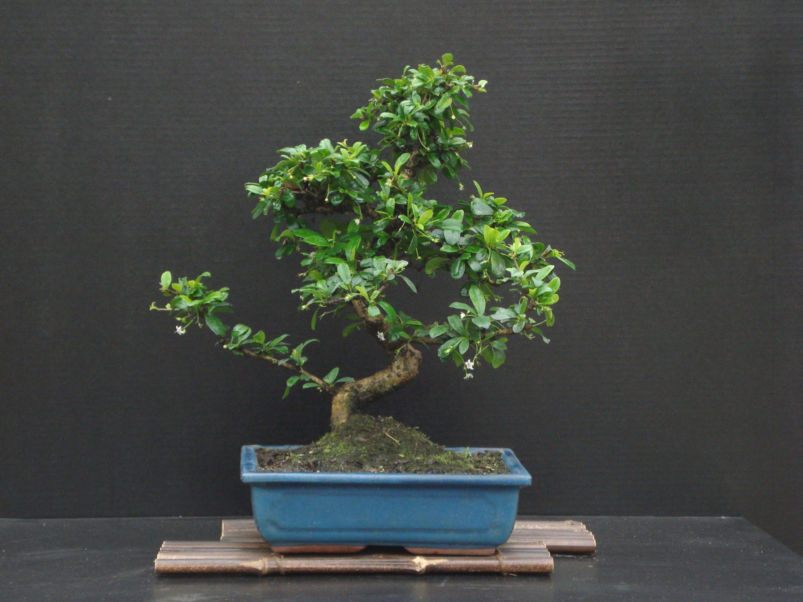 Fukien Tea Bonsai Flowering Plant 17" Tall with 10" Pot Over 15 Years Old Tree