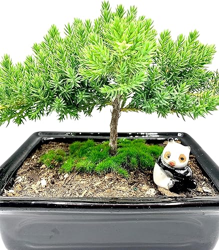 Miniatura 10 de Árbol bonsái de enebro enano vivo para 7 años con soporte de bambú hecho a mano  Árbol bonsái de enebro o jade  Interiorexterior  100% hecho a mano