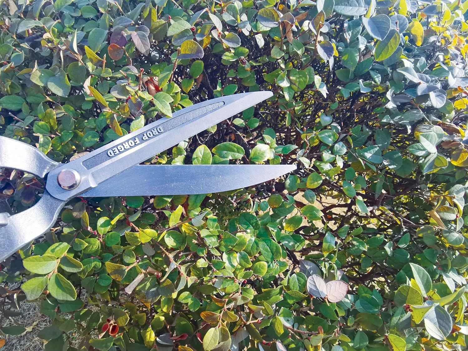 Pruning Lopper for Details, Professional Garden Tools, Hedge Trimmer Ideal for Plants, Flowers, Garden and Vegetable Garden, Maximum Cut 6 mm, with Shock Absorbers, Biotop, Multi-Coloured