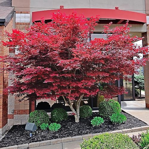 Miniatura 5 de CHUXAY GARDEN 30 semillas de arce rojo fantasma,Acer Palmatum,Árbol de arce japonés llamativa planta de paisajismo Rara hoja roja árbol paisajismo