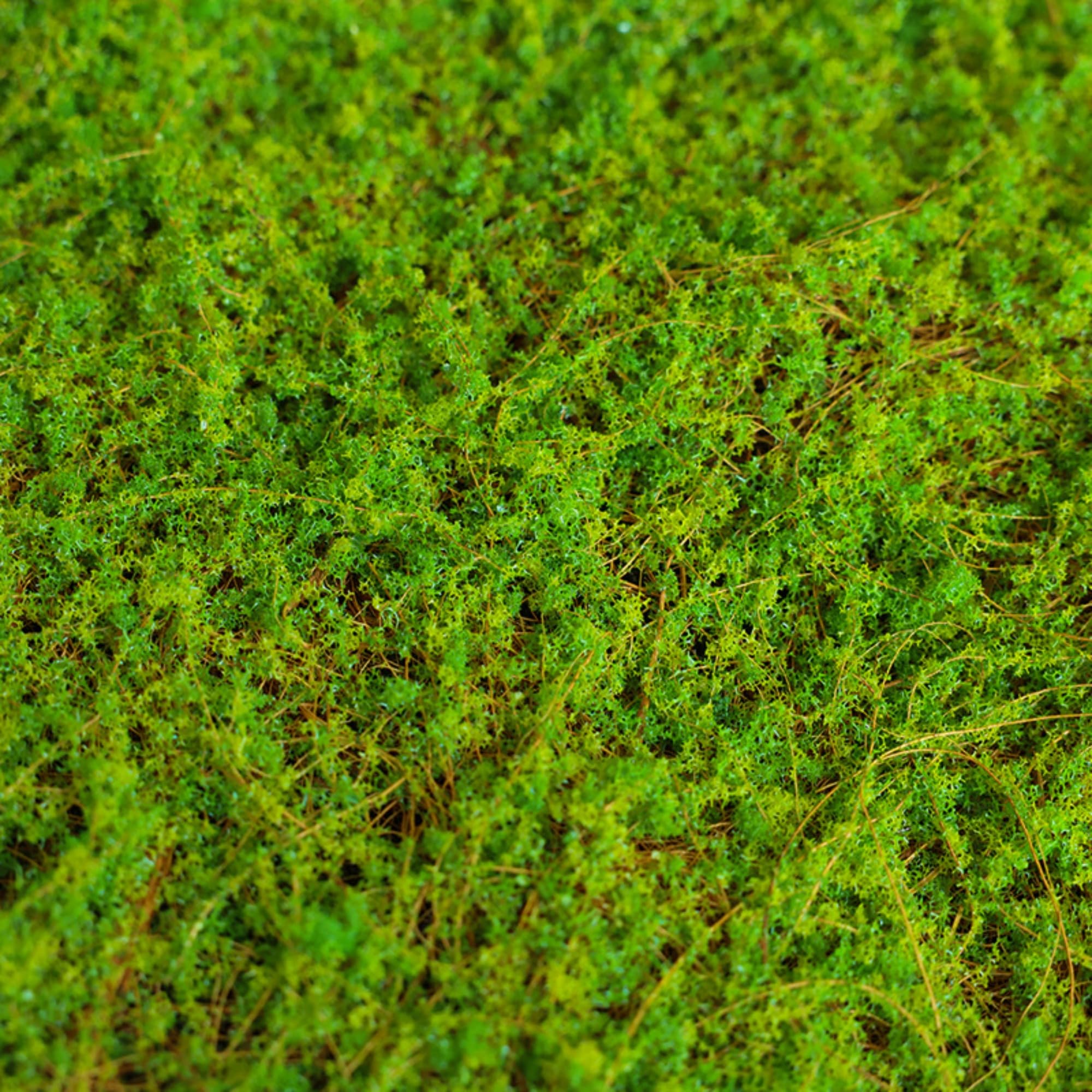 Kunst Moos Deko, Moosmatte, PE-Filamentgarn Moos zum Basteln für Frühlingsdeko, Moosbilder, Floristik, Terrarium Dekoration (100x200 cm)