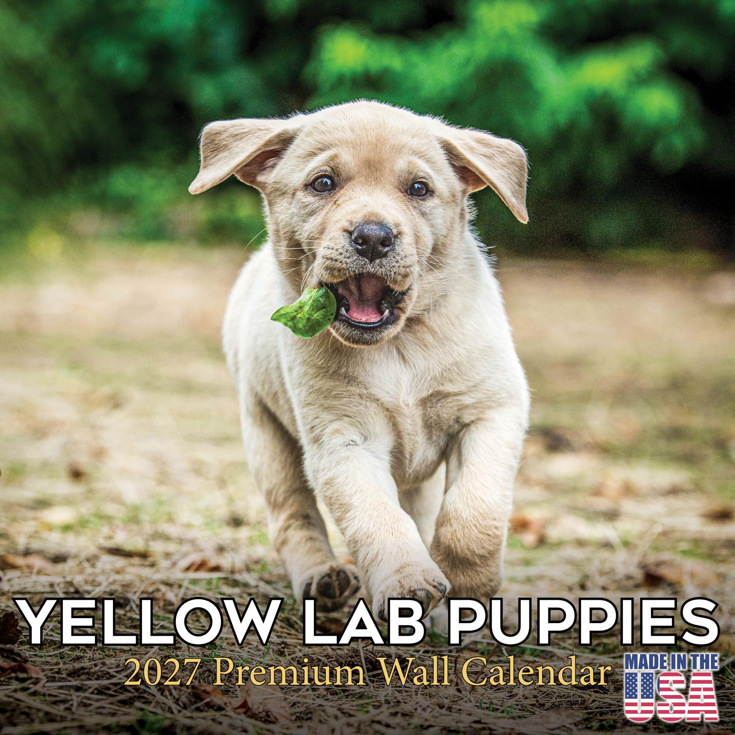 2025 2026 Labrador Pups Yellow Calendar - Dog Breed Monthly Wall Calendar - 12" x 24" Open - Thick No-Bleed Paper - Giftable - Academic Teacher's Planner Calendar Organizing & Planning - Made in USA — image 1