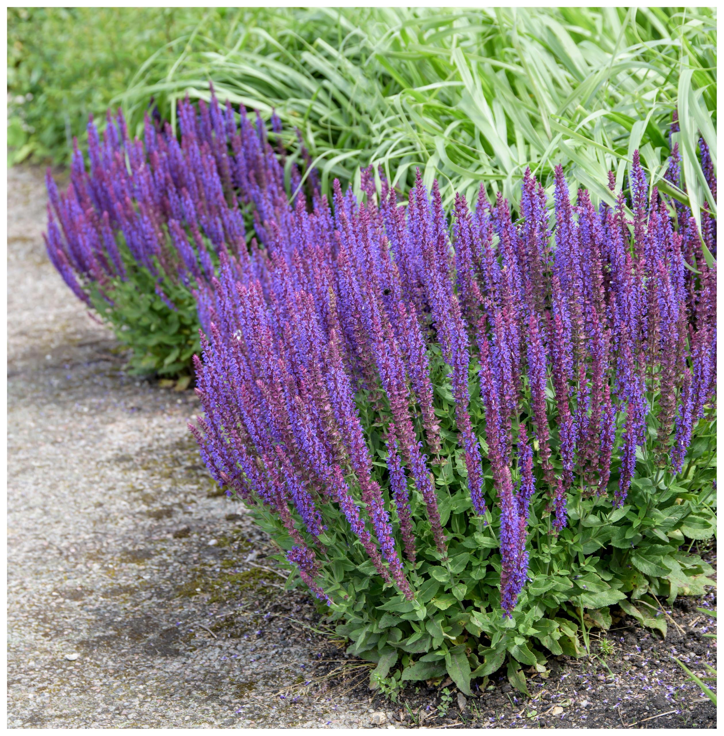 Stauden Gänge 10 x Salvia nemorosa 'Ostfriesland' Steppensalbei winterhart