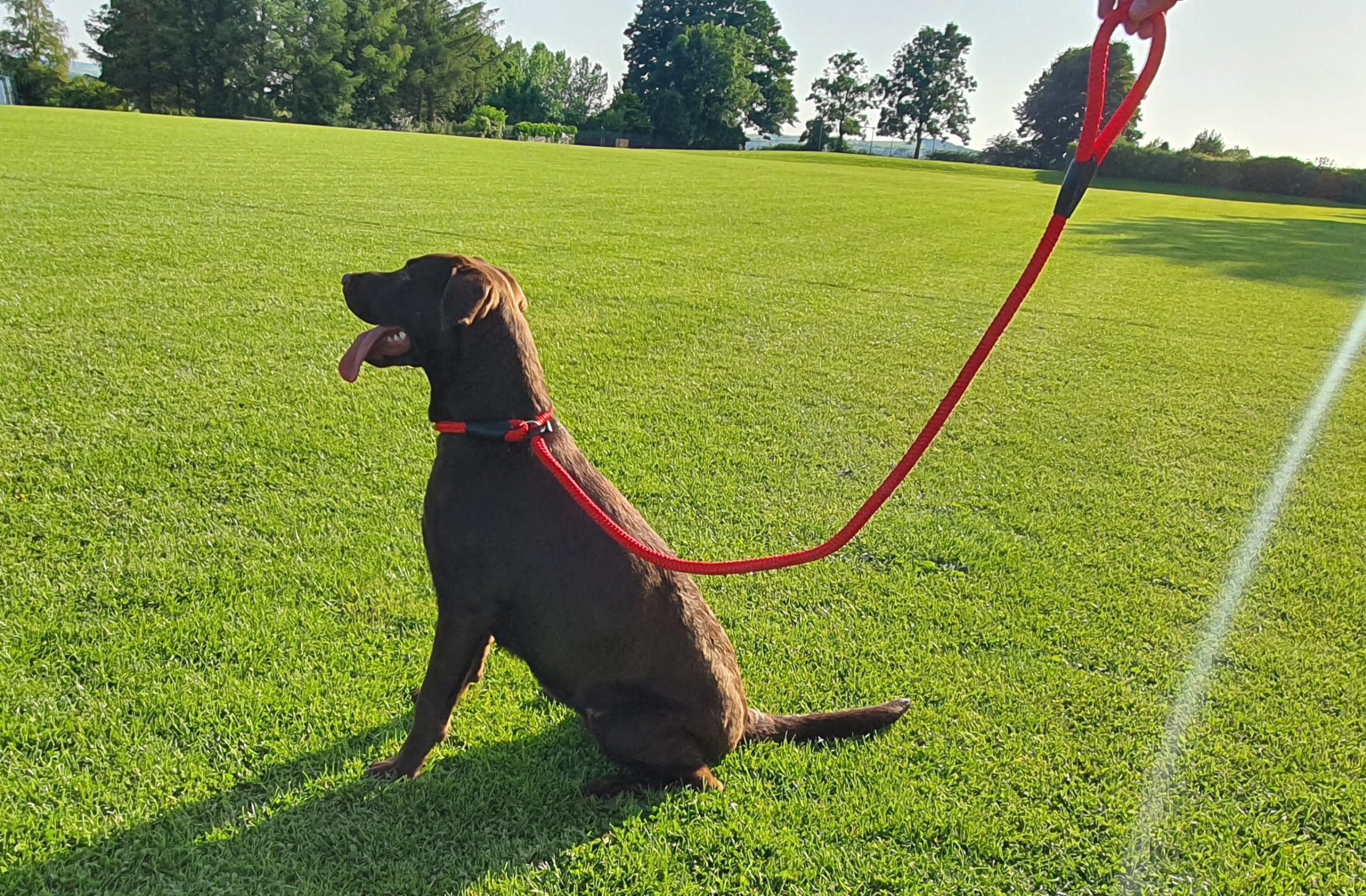 Duo lead All in one Slip lead or Head Collar dog trainin Stop Pull Large Dogs Figure 8 Training Mode (Red, 10mm x 140cm (SM- Med Dogs))