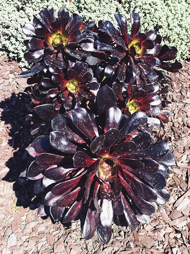 PBHKP 100 Pcs Rare Aeonium Arboreum Atropureum Seed The World's Rare