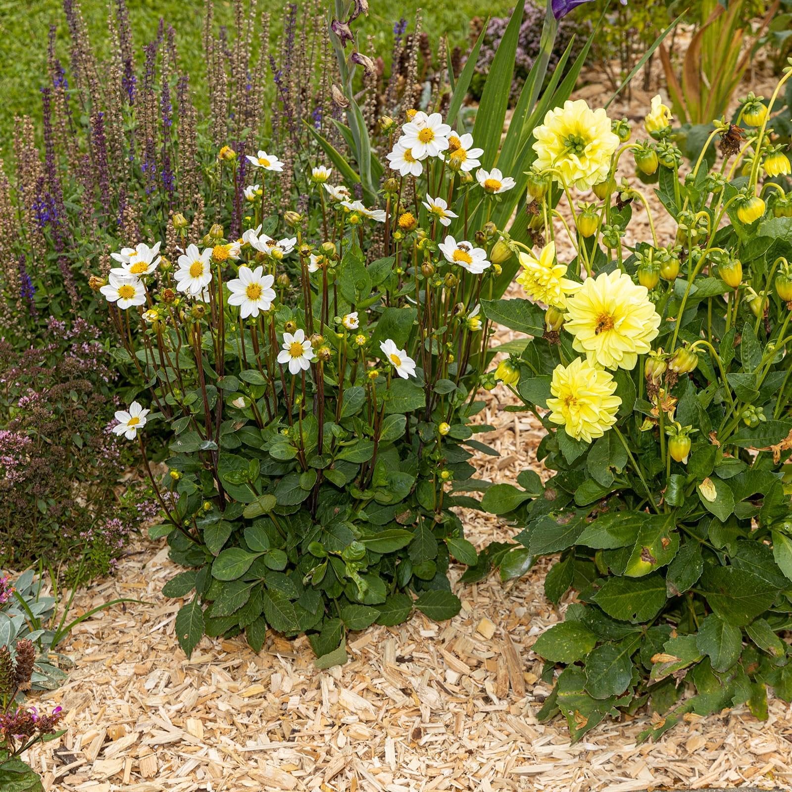 BooGardi Copeaux de bois grossiers de 27/76/100 litres - 76 l - Protection contre les mauvaises herbes - Couverture de parterre - Conception naturelle du sol