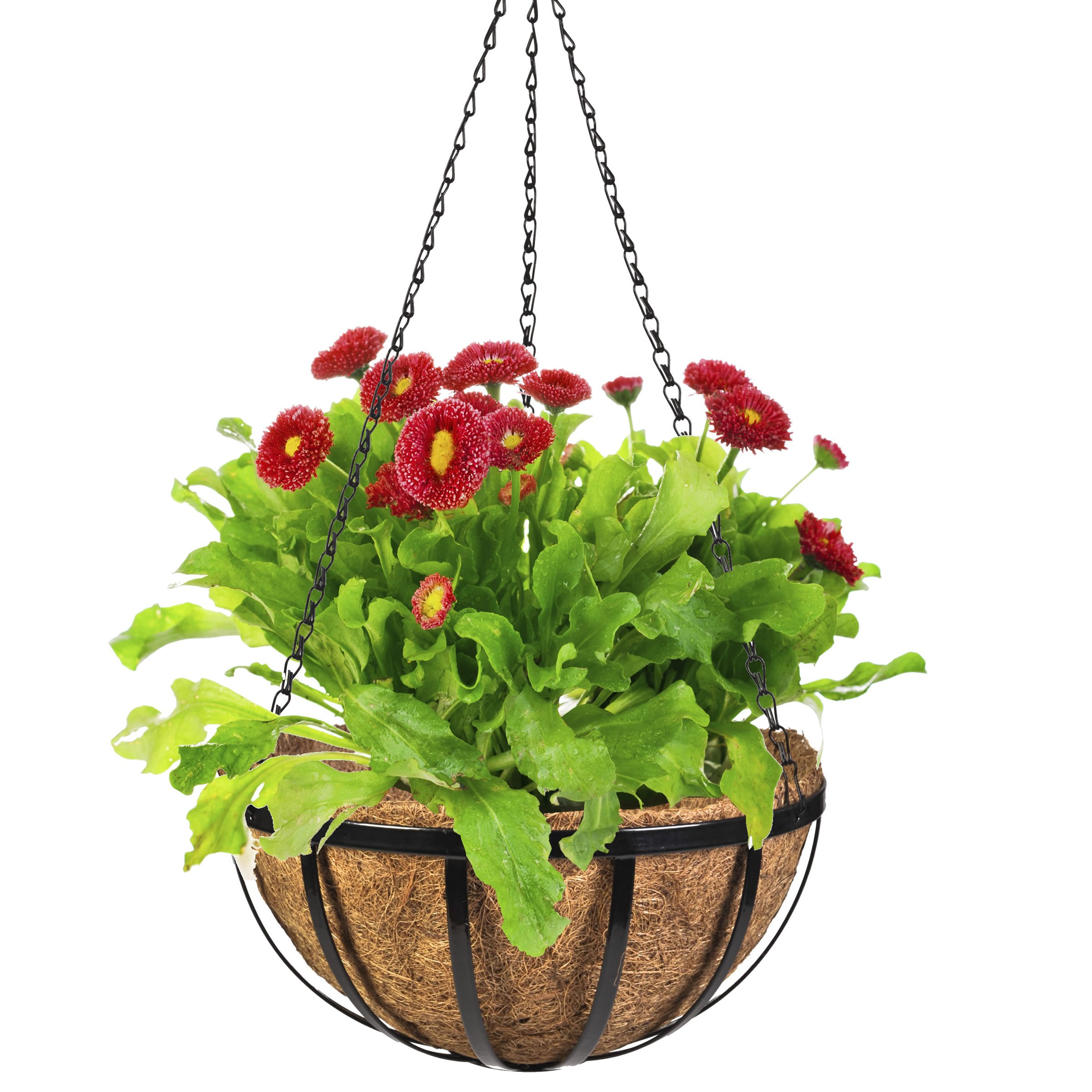 Amazon.com: CobraCo Black 14-Inch English Flatwire Hanging Basket