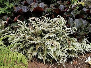 Greenwood Nursery: Live Perennial Plants - Japanese Painted Fern + Athyr...