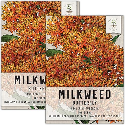 Seed Needs Semillas de algodoncillo de mariposa para plantar Asclepias tuberosa paquete individual de 100 semillas cada una reliquia sin OMG y sin