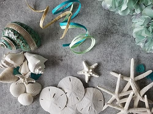Miniatura 7 de Conchas marinas naturales, estrellas de mar y cristal de mar, generosas 1.5 libras recogidas a mano, empaquetadas a mano, bricolaje, manualidades,