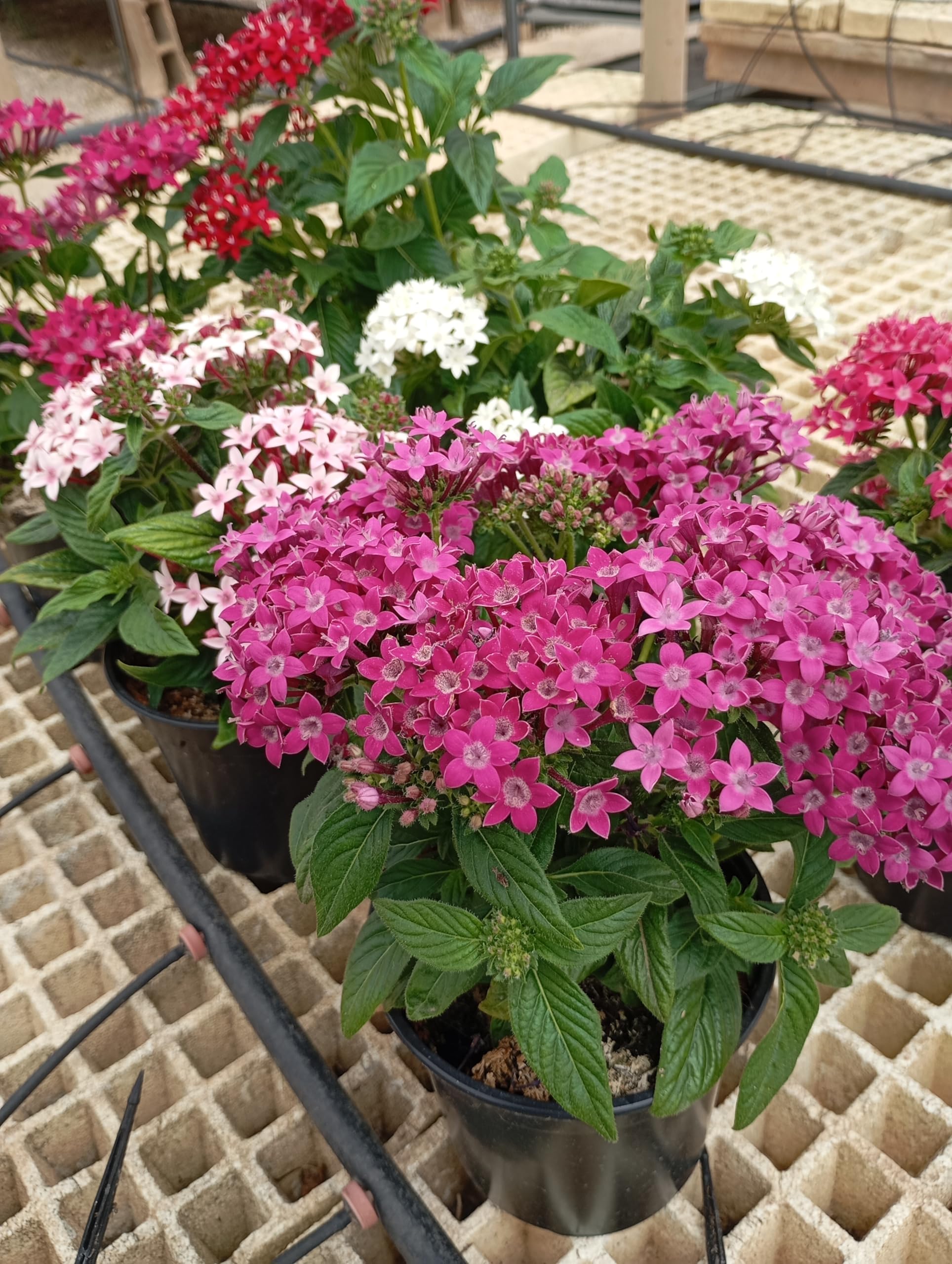 Pentas Pack 6 Plantas - Flores vivas - Planta Natural - Maceta 13 cm ø