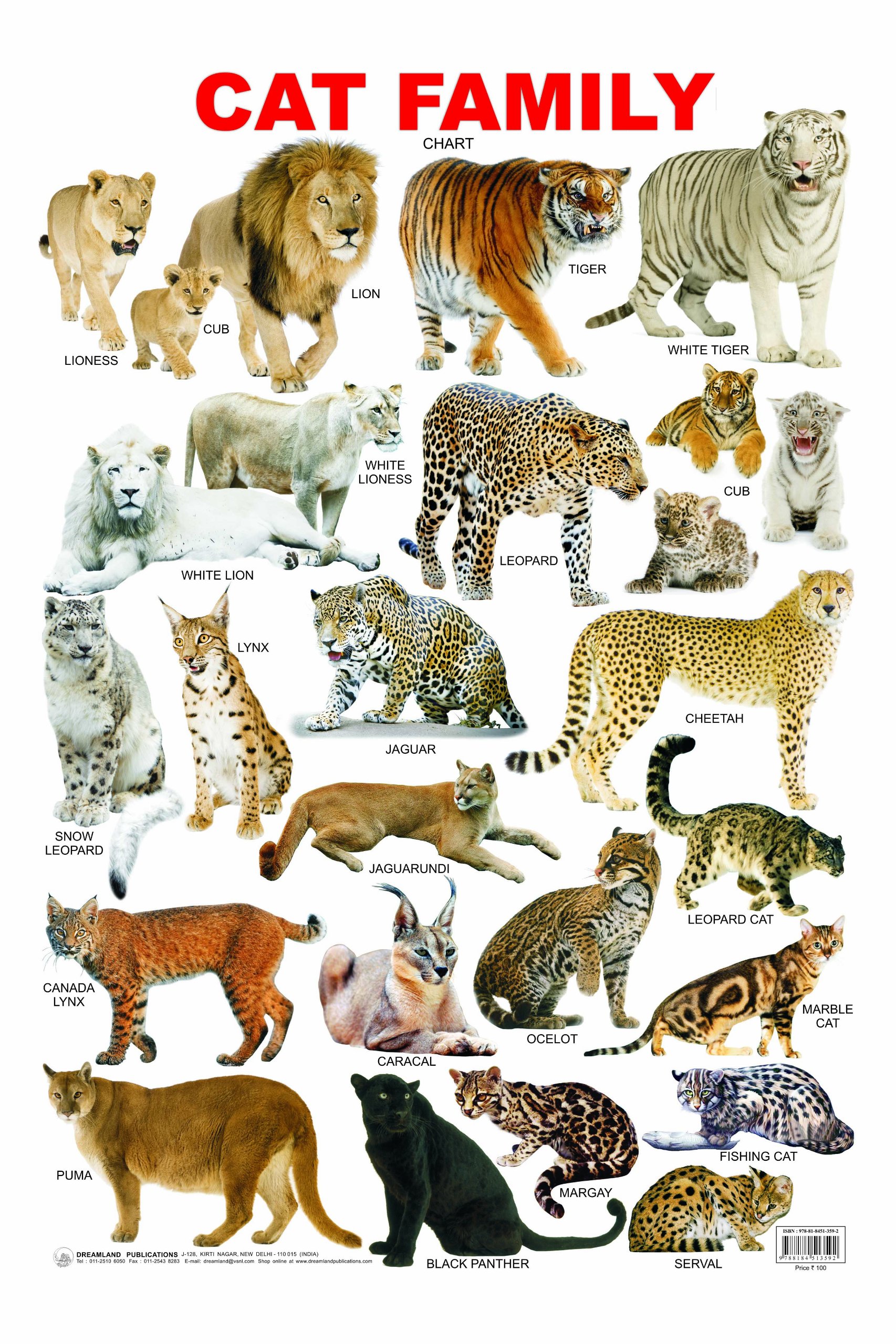 Cat Family Chart: NA: 9788184513592: Books - Amazon.ca
