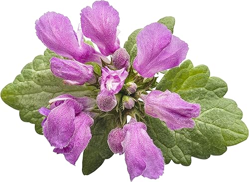 Miniatura 5 de Púrpura Chablis Dead Nettle (Lamium) Live Planta, púrpura flores y silver-green Follaje, 4,5en. Quart