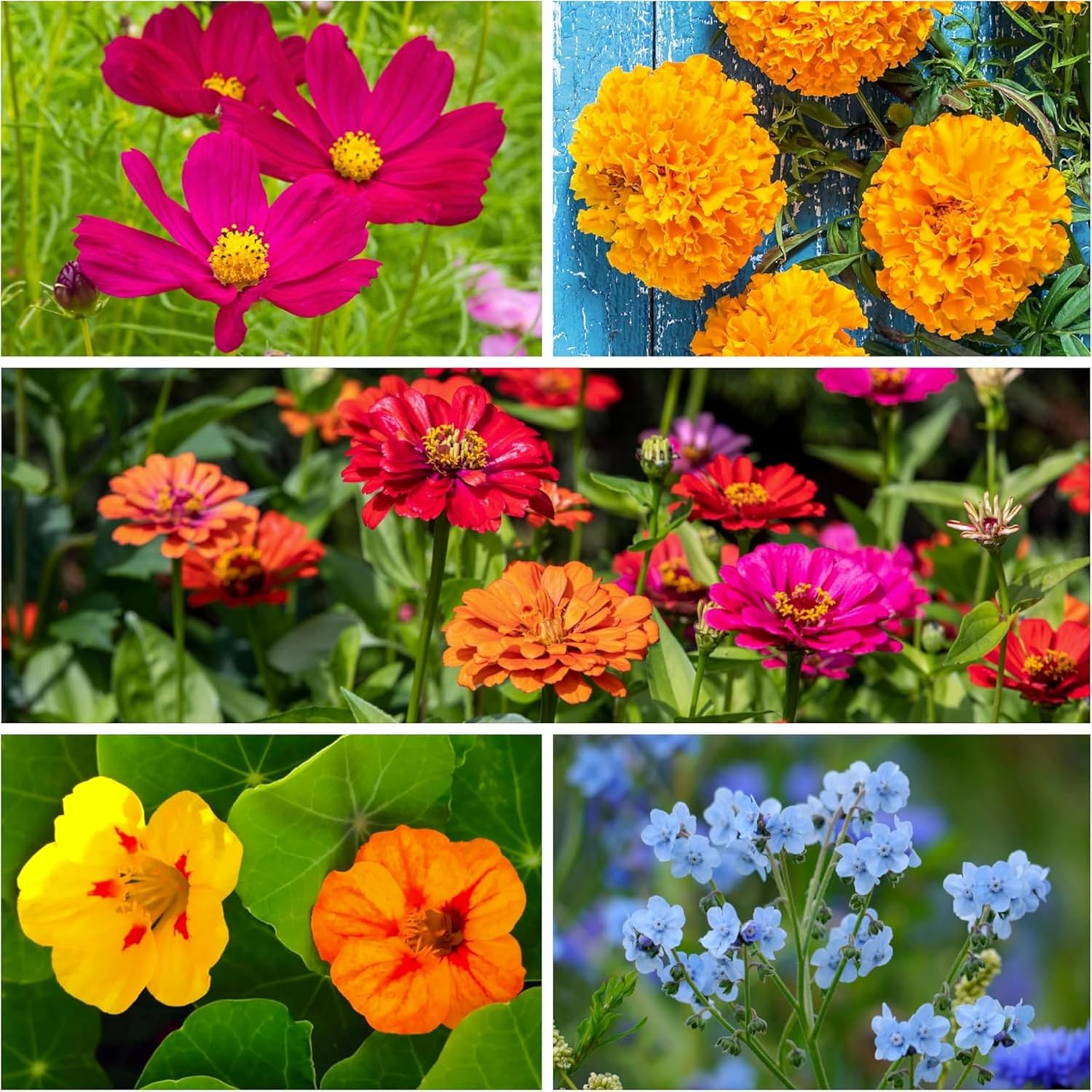 Seed Needs Wildflower Seed Packet Party Favors Pre-Filled & Ready to Hand Out Great for Weddings, Bridal Showers, Memorials, Fundraisers & Other Events Heirloom & Untreated (30 Packets)