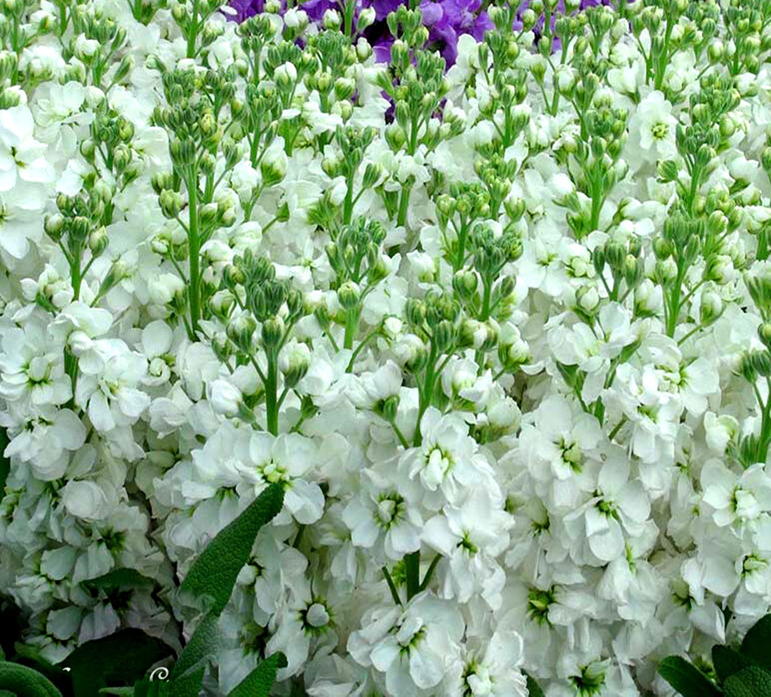 Buy4seeds Stock White - Matthiola incana annua Excelsior - 150 Seeds - Rare Flower for Planting Garden Yard Patio and Useful for Garden