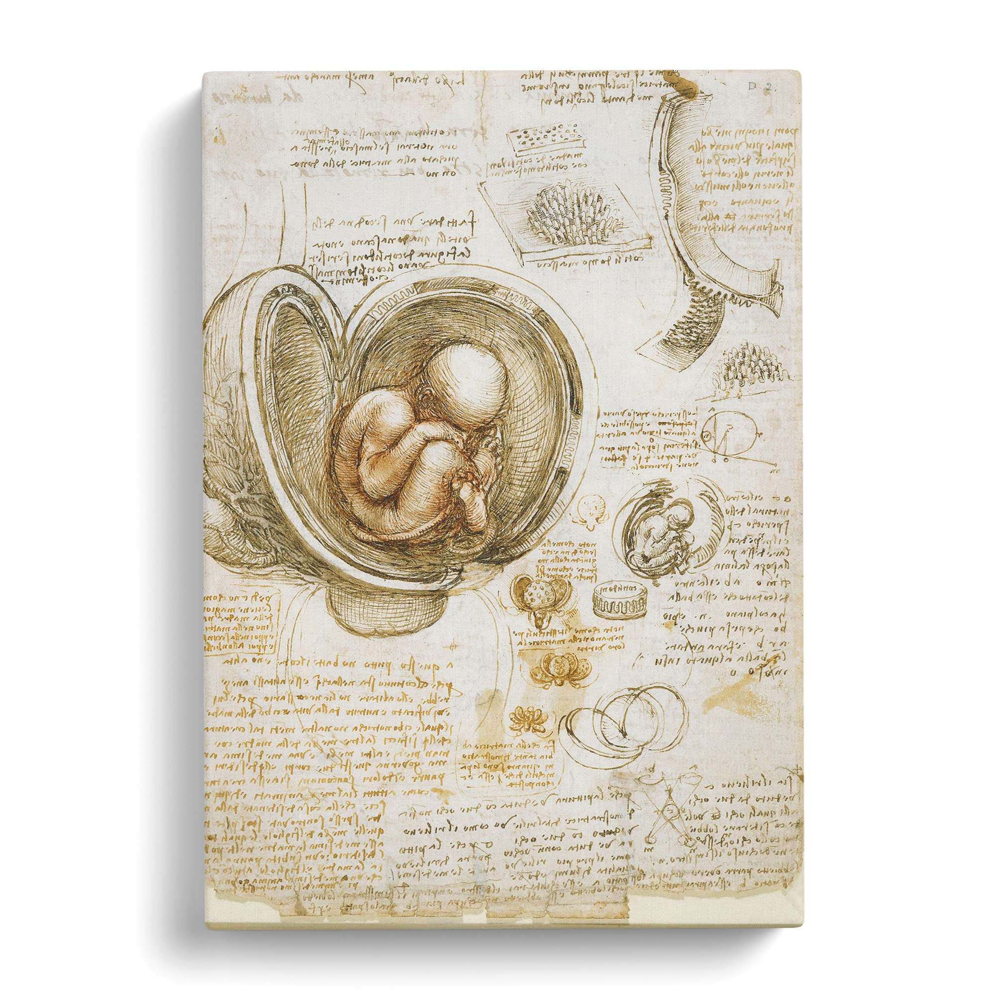 Leonardo Da Vinci Anatomy Canvas Print, Mixed, 25L x 50W cm - Image 3