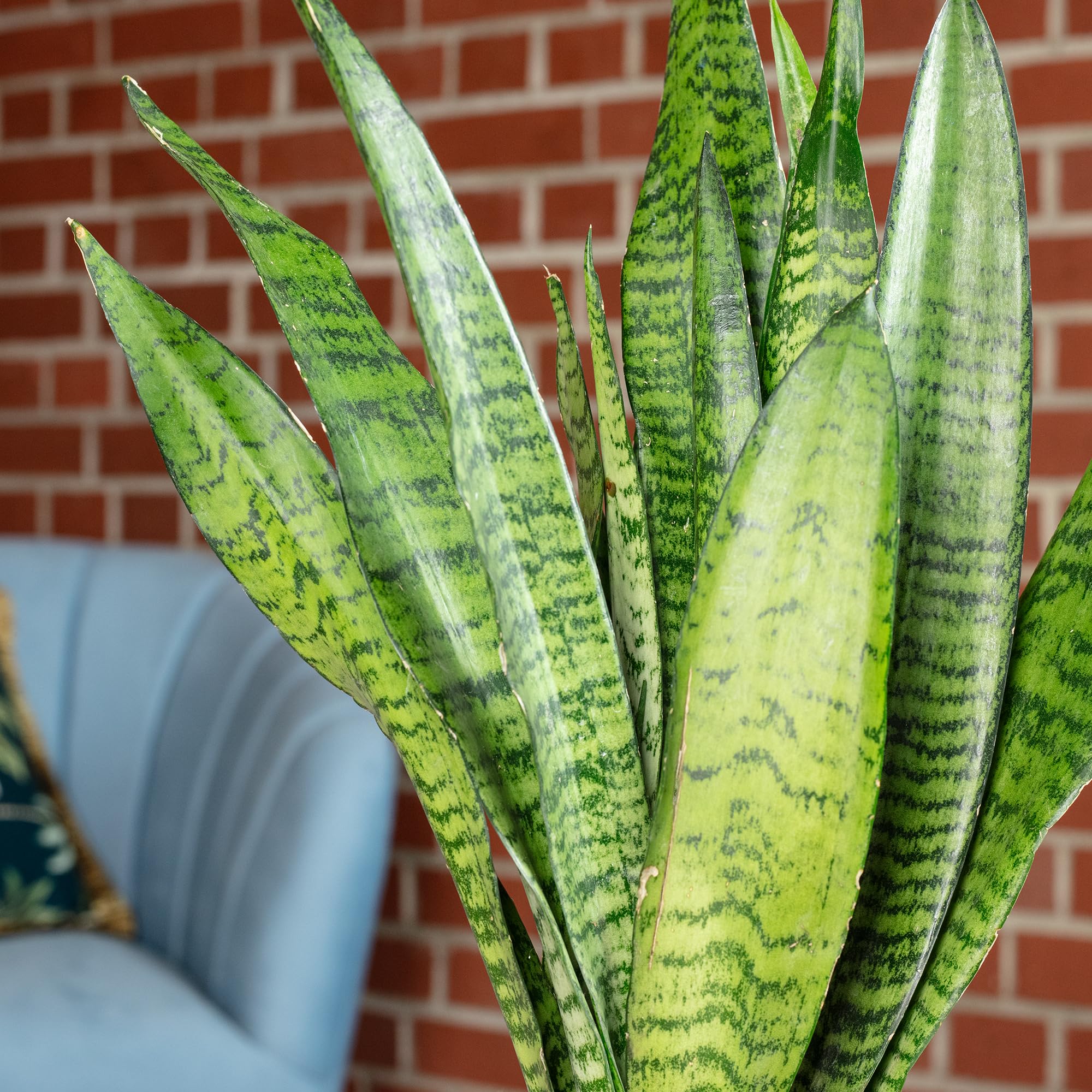 Sansevieria zeylanica - Planta de interior fácil de limpiar, altura aprox. 45 cm, diámetro de maceta de 14 cm