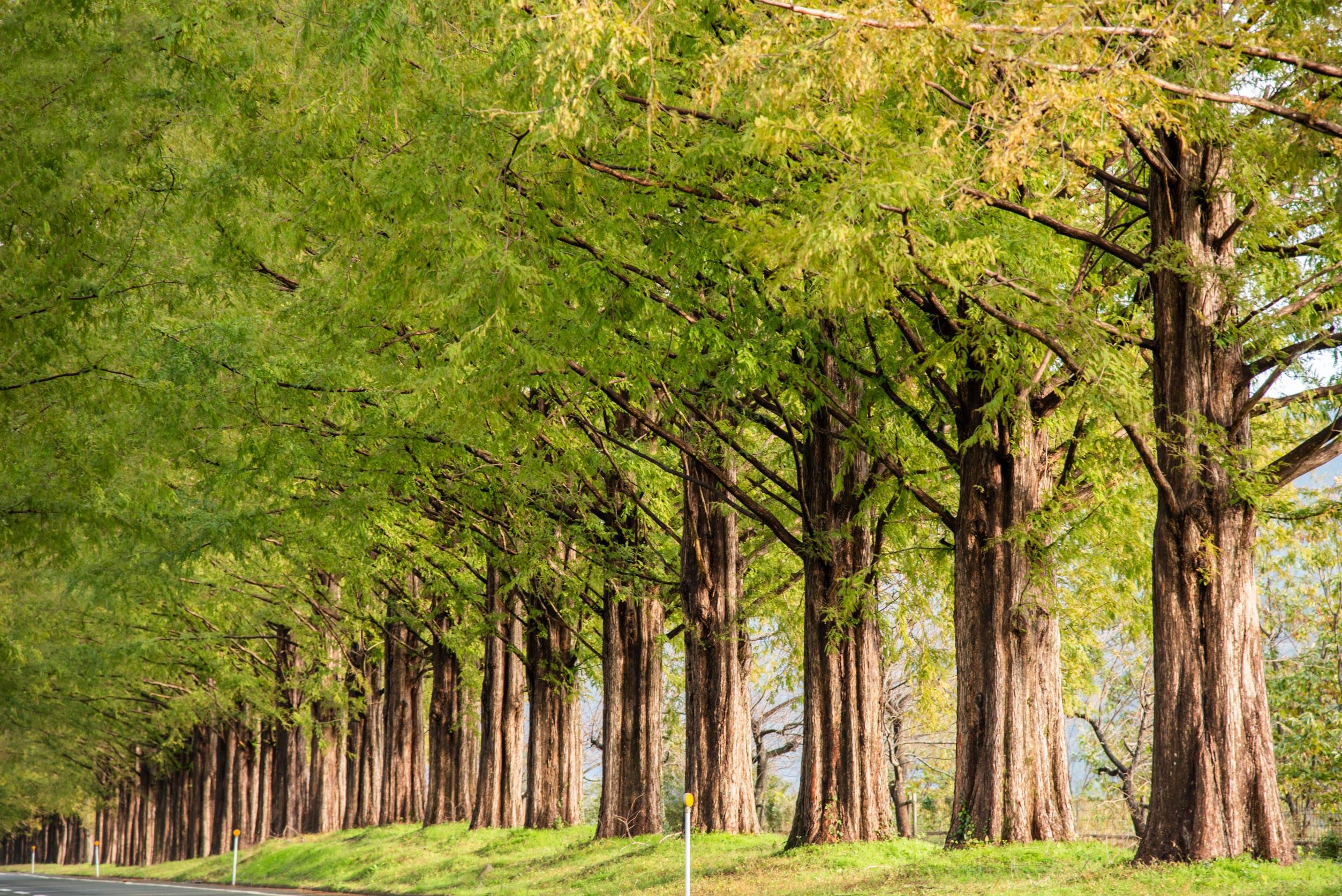 50 Samen Urweltmammutbaum Metasequoia Rotholz Mammutbaum Bonsai Wald Baum :  Amazon.de: Garten