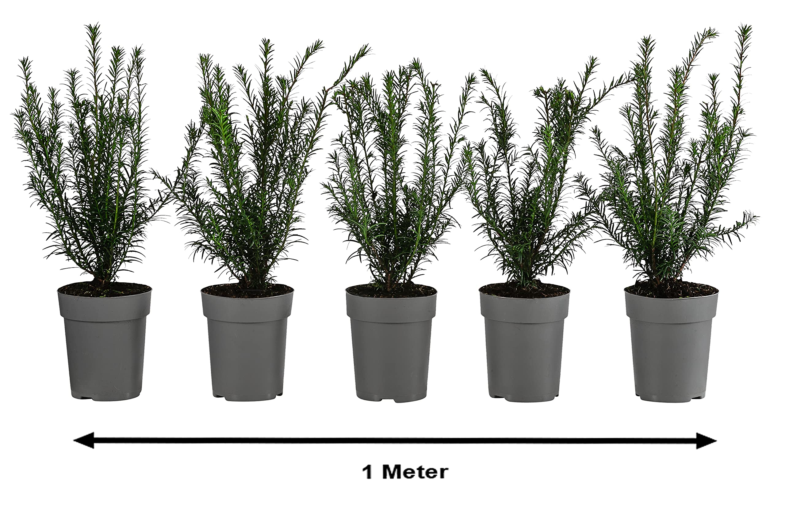 Dehner Europäische Eibe, für 1 Meter Hecke, ca. 30 cm, 5 x 2 l Topf
