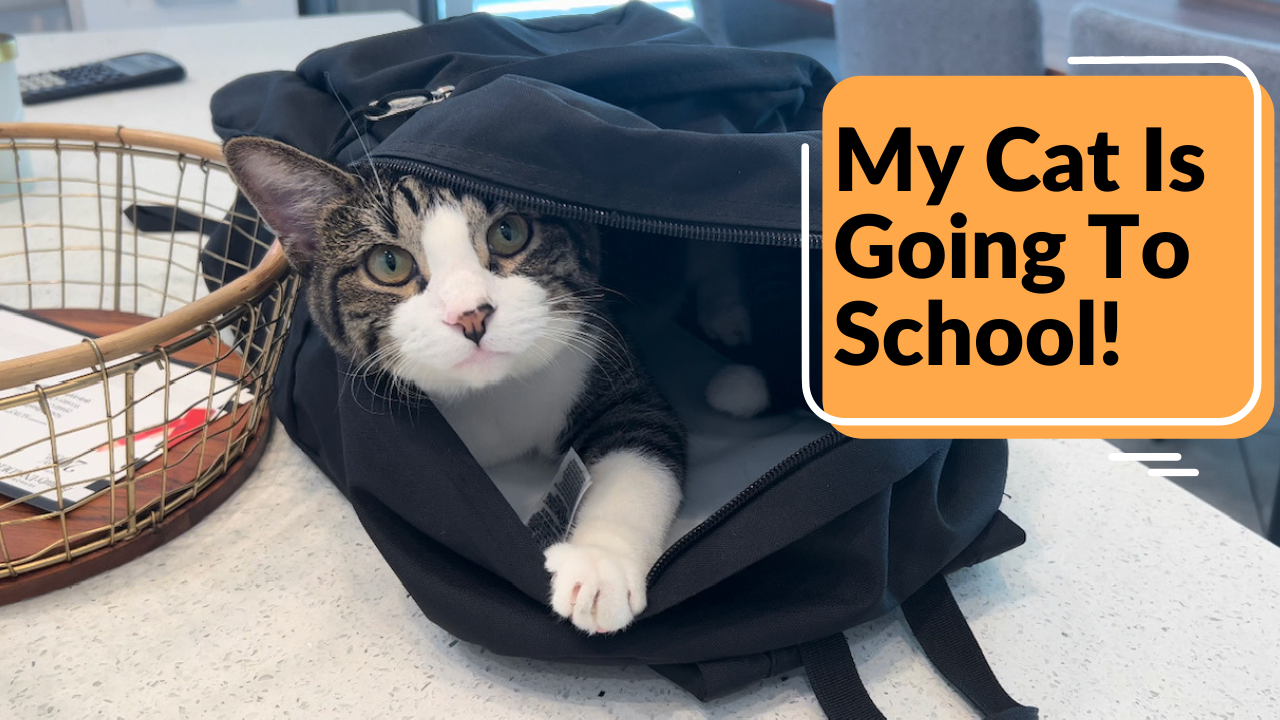 Watch My Cat Loves This Jansport Superbreak One Backpack Bookbag! on Amazon Live