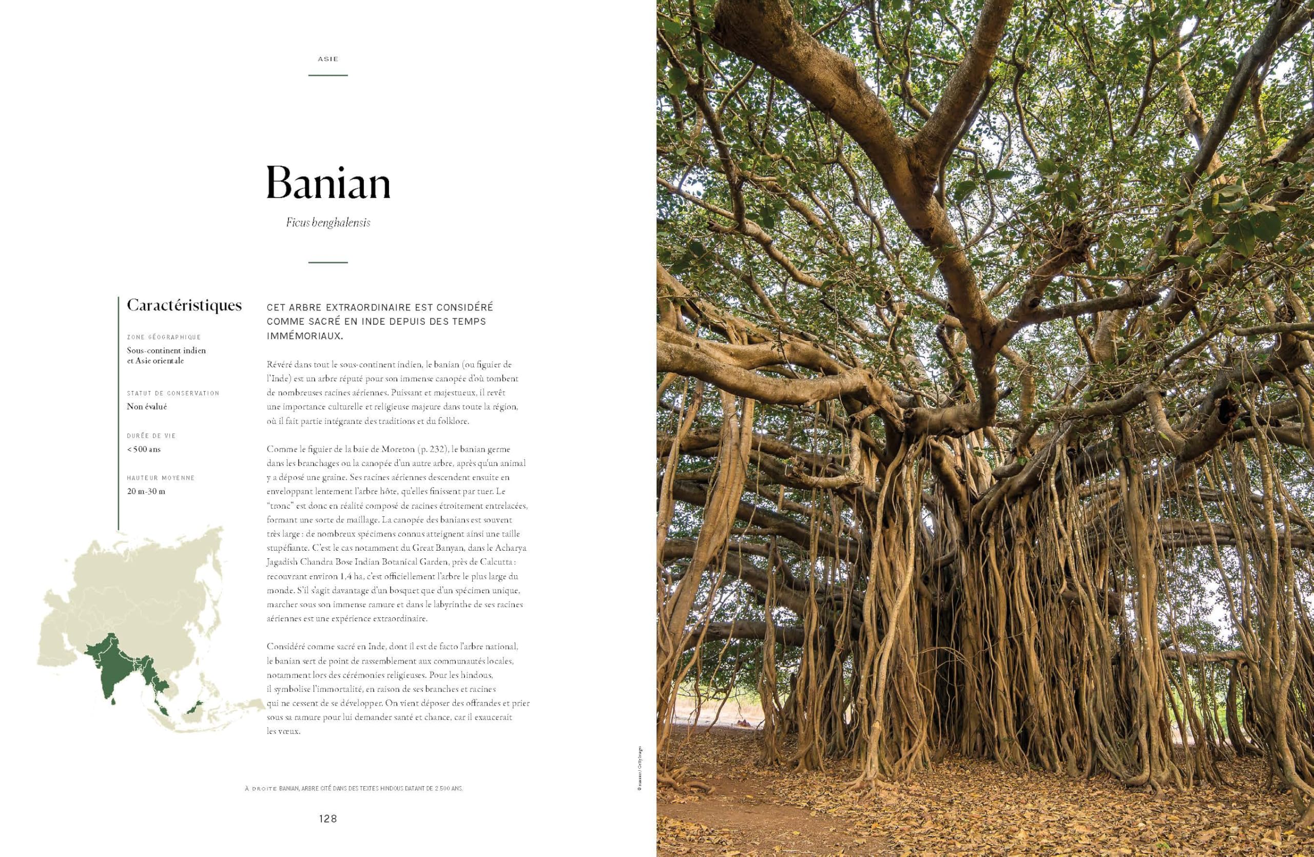 Lonely Planet - L'Atlas des arbres: Un incroyable tour du monde végétal