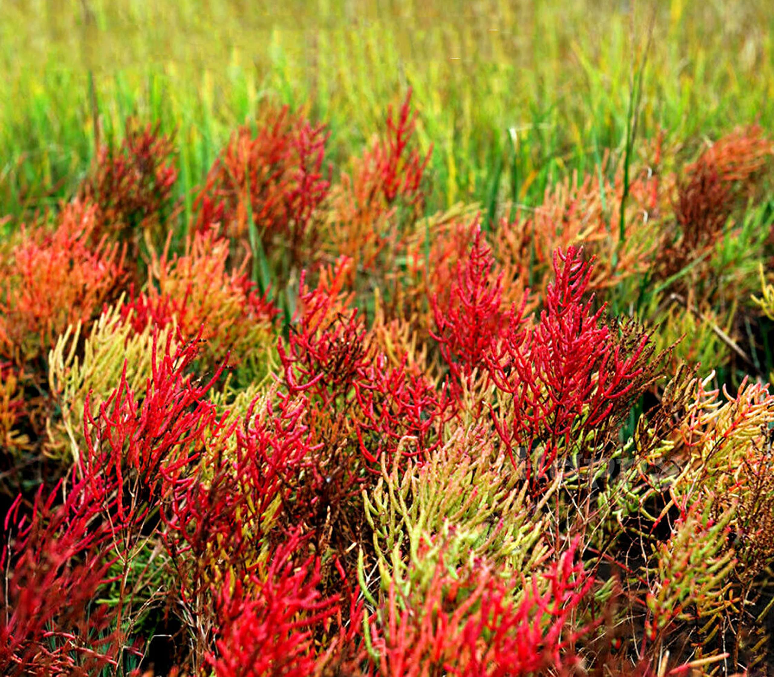 Buy4seeds 50 Seeds Glasswort Salicornia europaea - Grows natively in Salt marsches for Planting