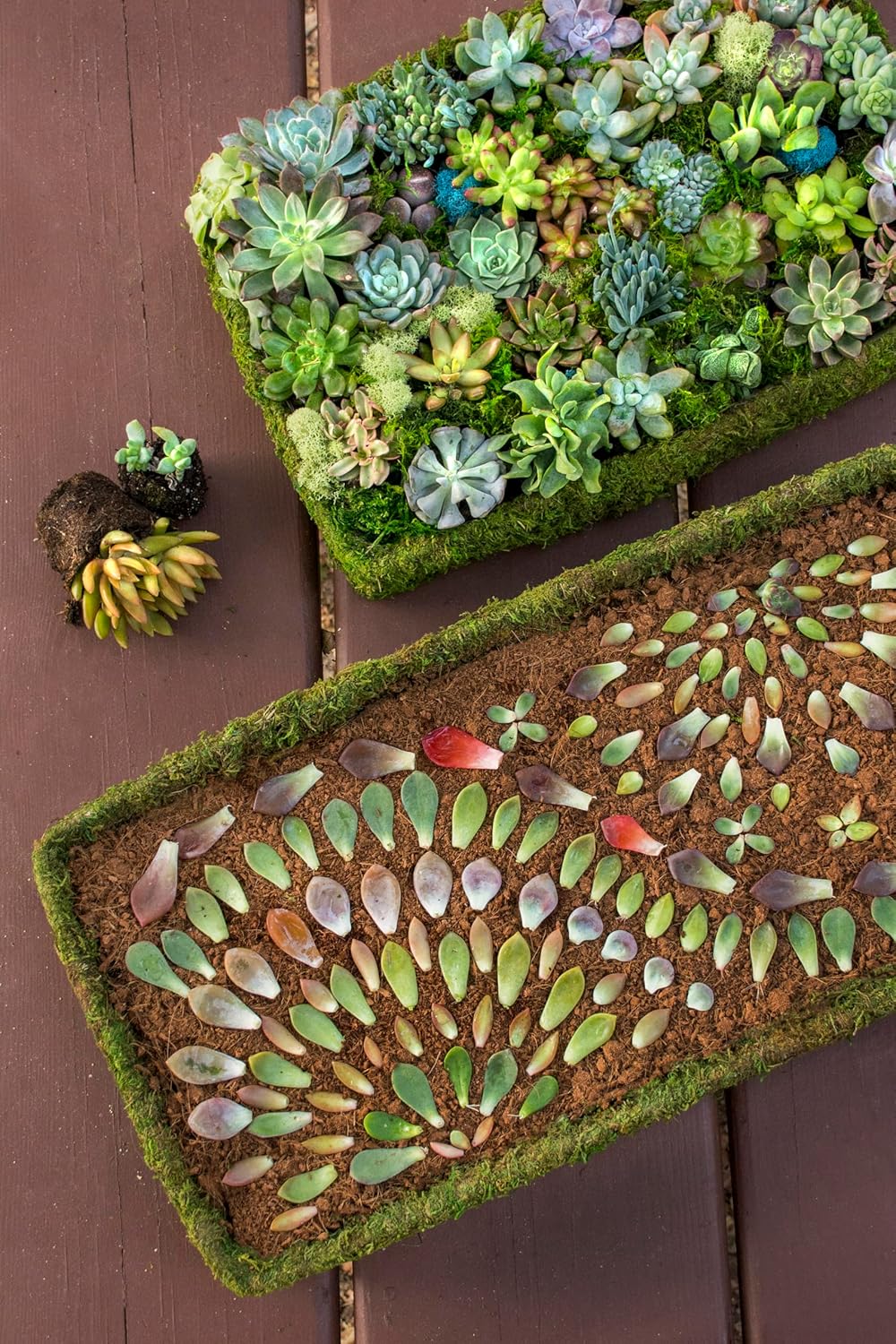 SuperMoss (50341) Rectangular Propagation Tray, Durable Seedling Starter Tray for Indoor Gardening, Plant Propagation, and Succulent Art, 18” x 12”, Fresh Green