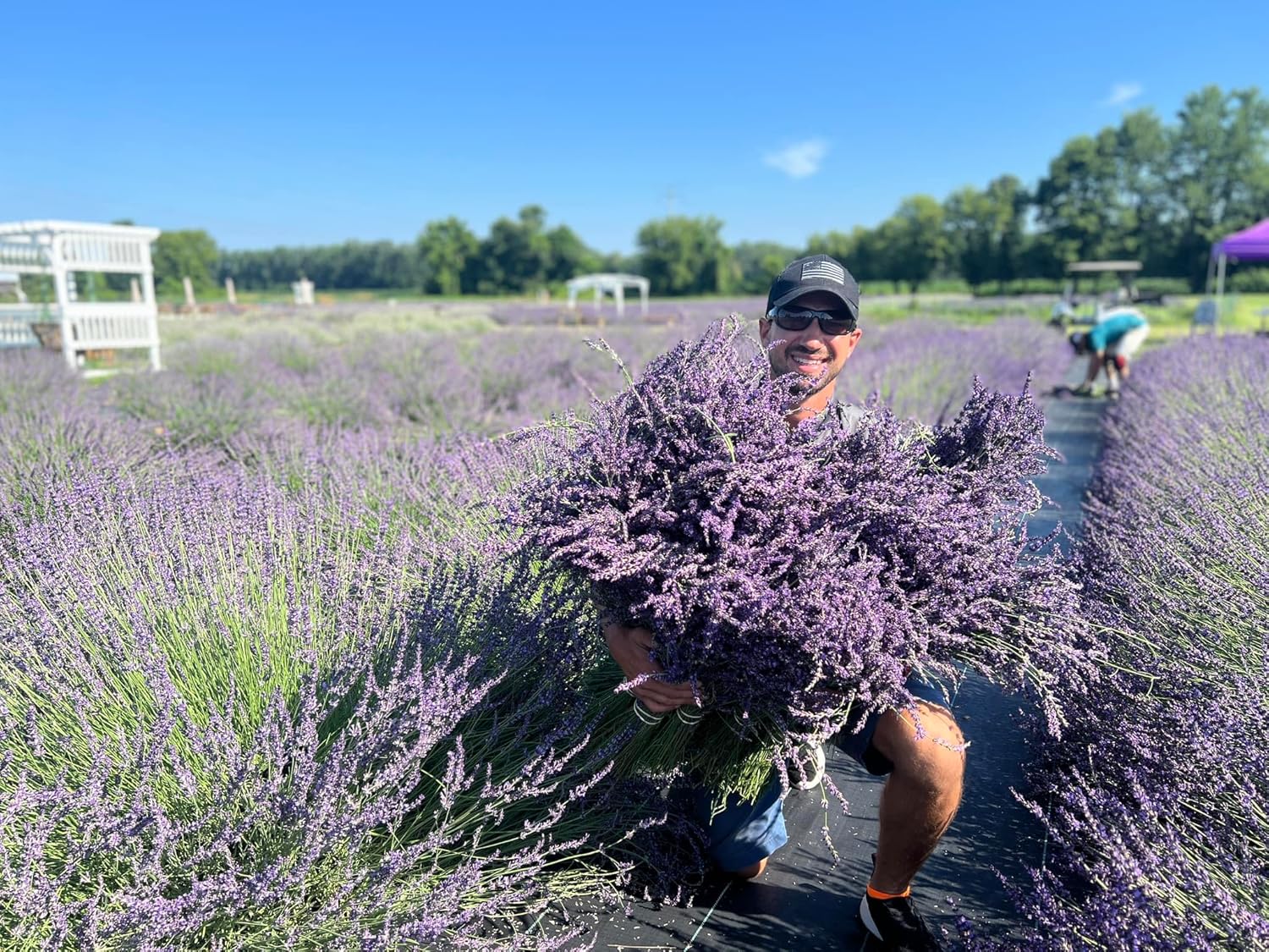 Lavender Hydrosol Floral Water, 1 Gallon (128 oz) - Distilled on Our Lavender Farm, Facial Toner, Aromatherapy, Linen & Room Mist - Image 6