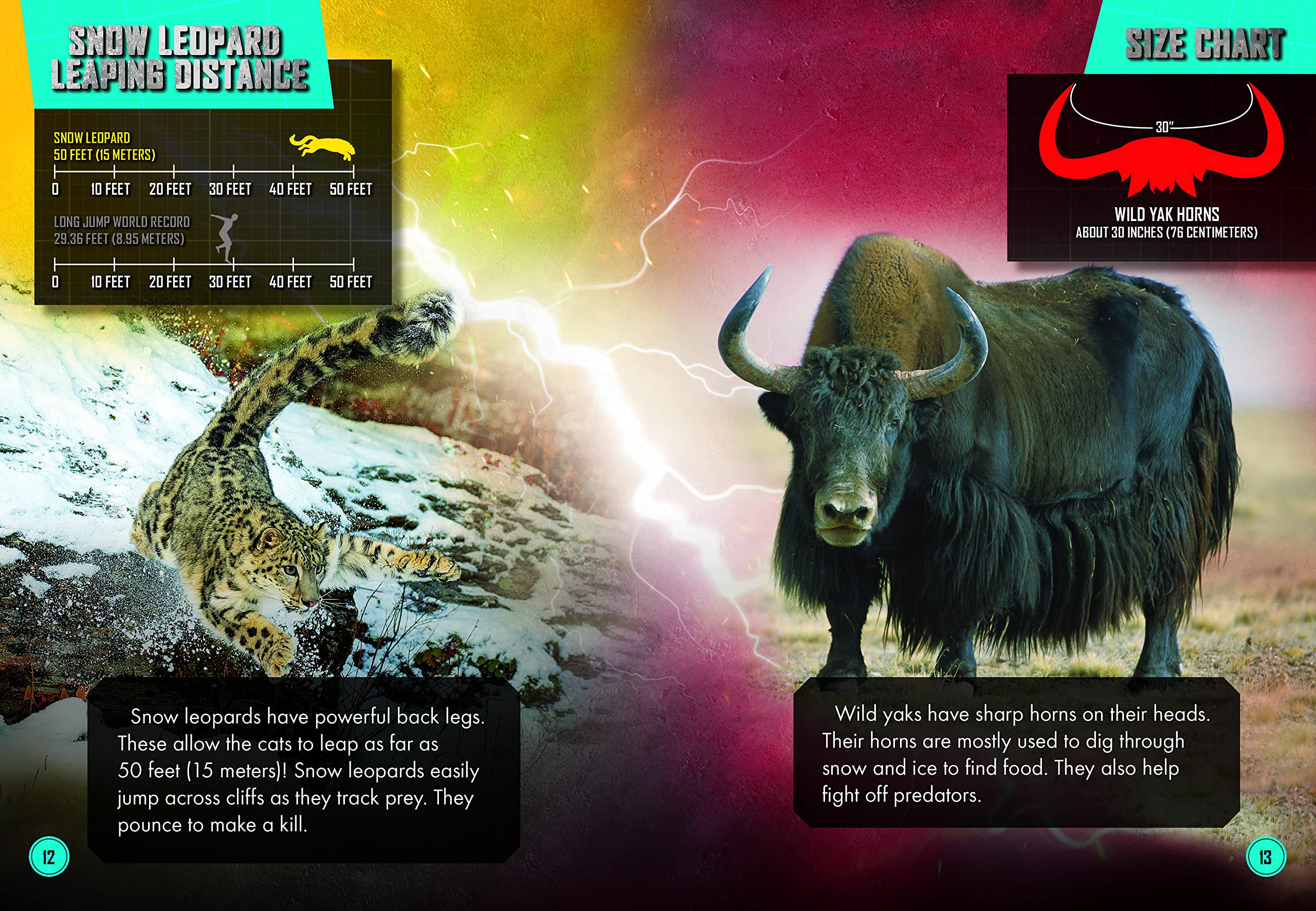 Snow Leopard Vs. Wild Yak