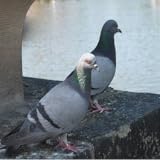 chromosome 21 Various difficulty levels Chomo