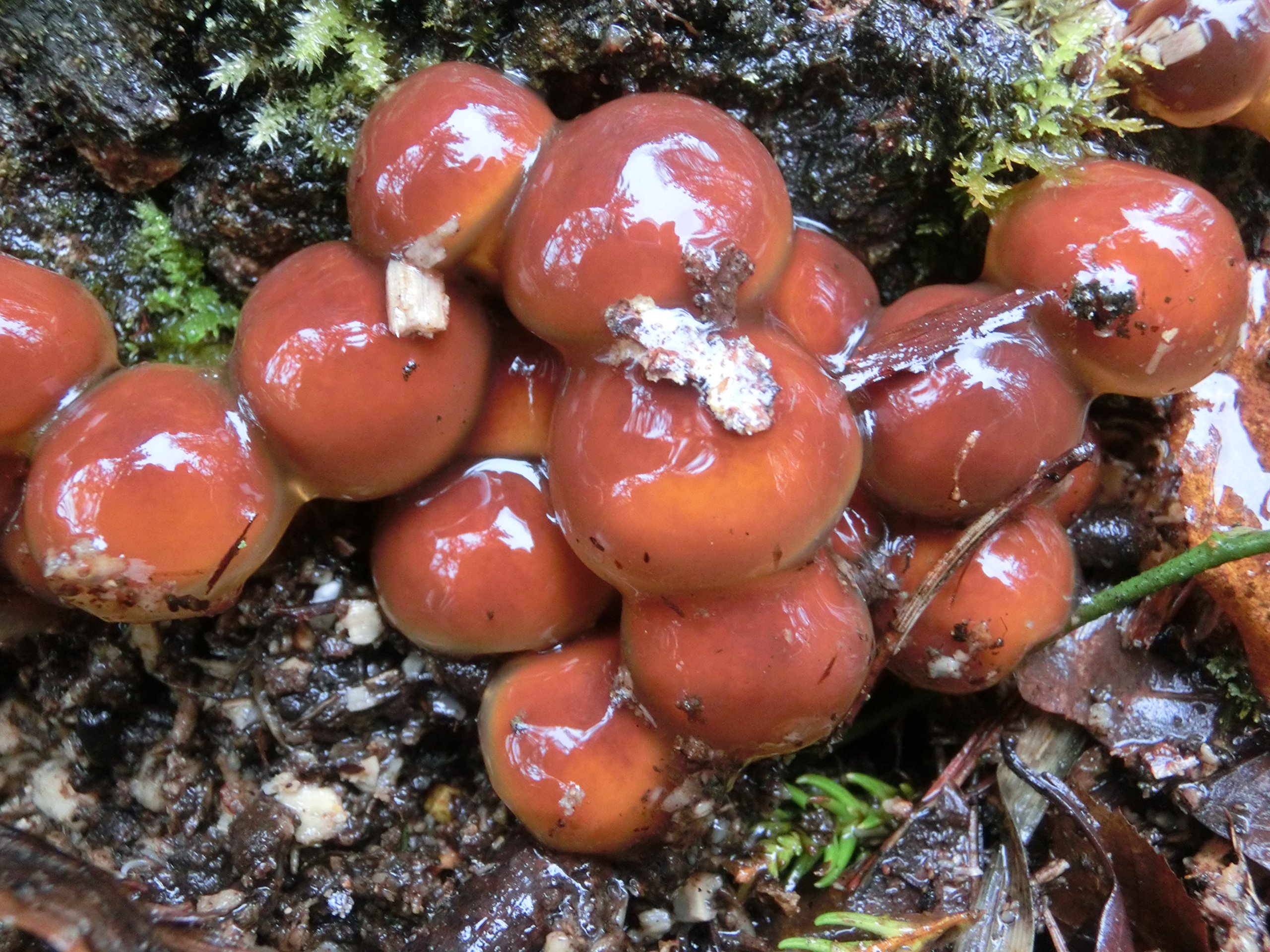 Amazon.co.jp: 奥会津旬彩館 天然なめこ(粒） 300g : 食品・飲料・お酒