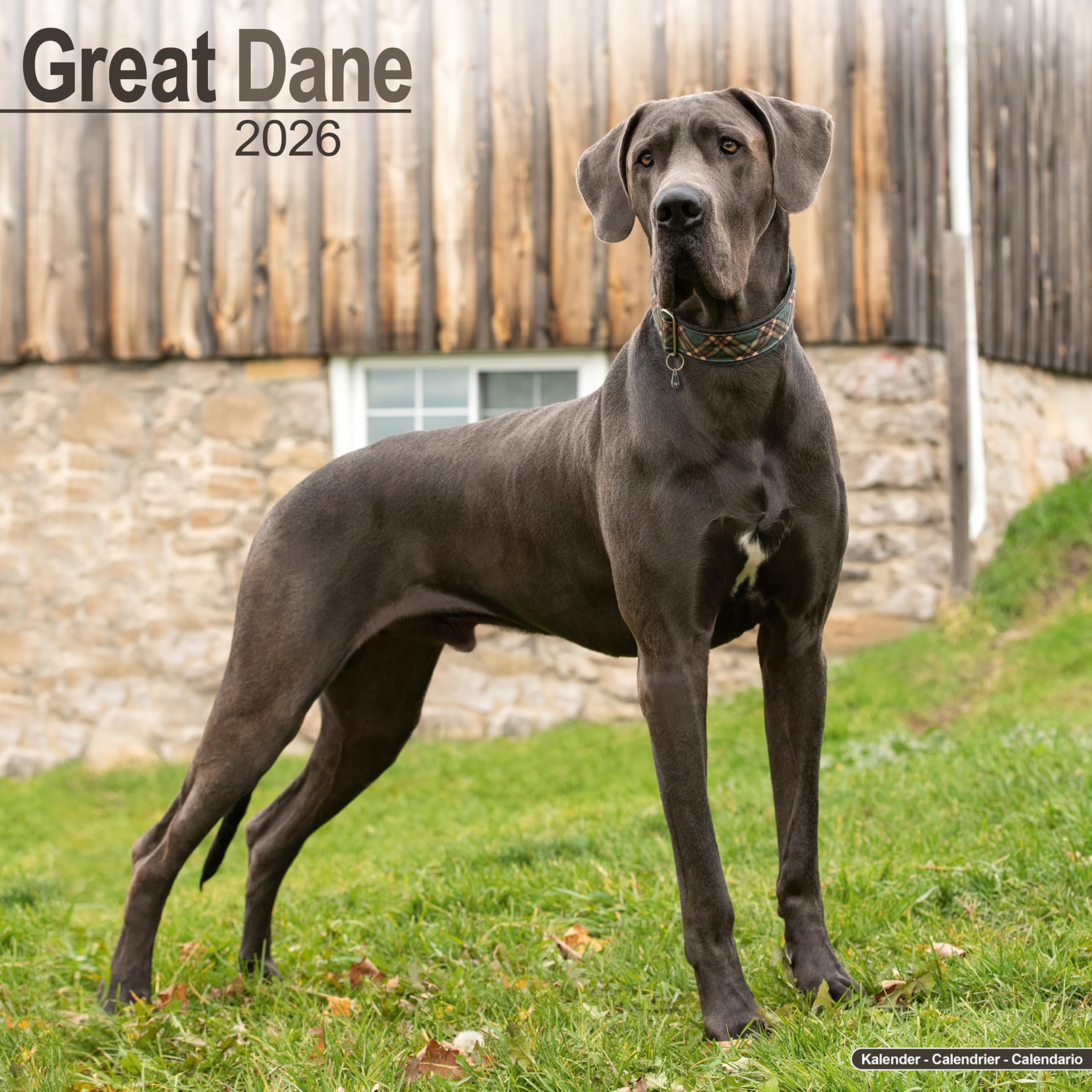 Great Dane Euro Calendar 2026  Square Dog Breed Wall Calendar  16 Month CALENDAR