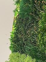 Vista 3 de Luxury Round Framed with Light Green Moss Art Luxury Vertical Garden Wall Designed Home Decor Office Commercial