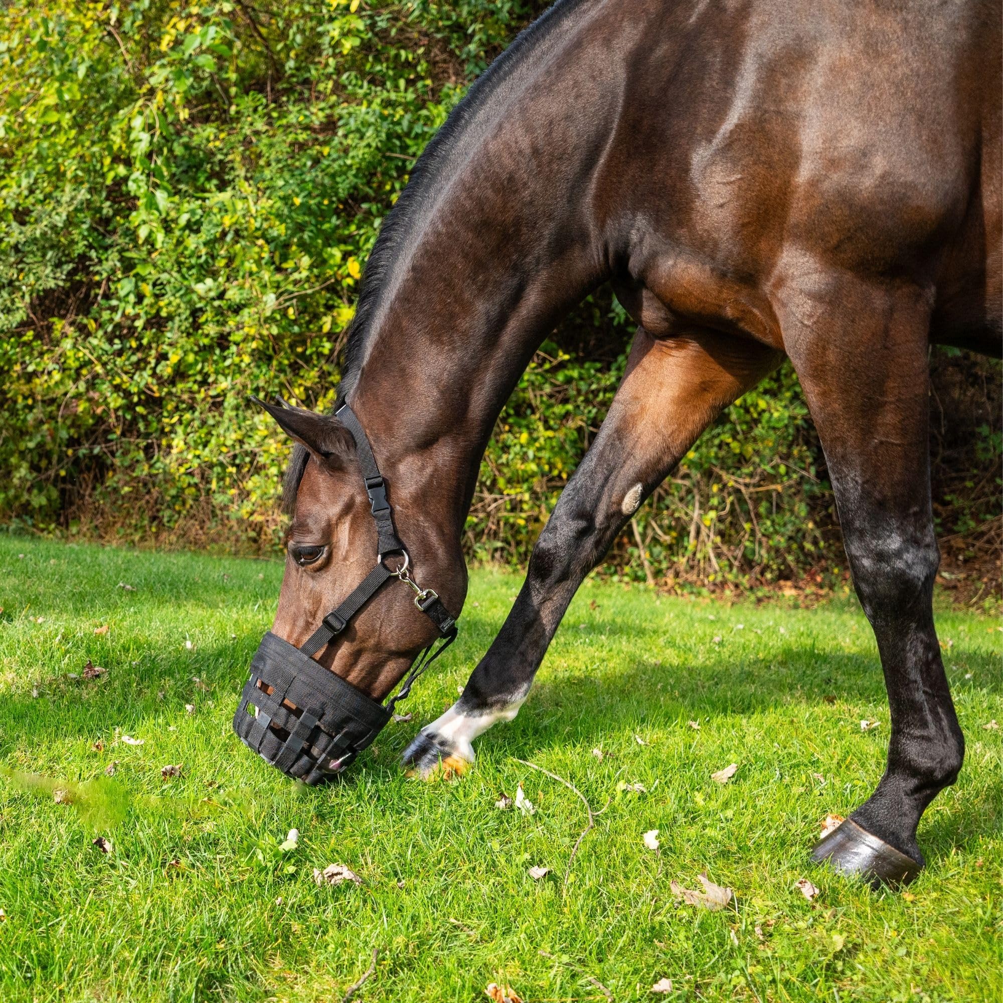 Best Friend Bozal de pastoreo de lujo con cabestro adjunto, bozal y cabestro separable para caballos, bozal de pastoreo de caballos, ventilado, control de ingesta de alimentos, ligero con banda nasal