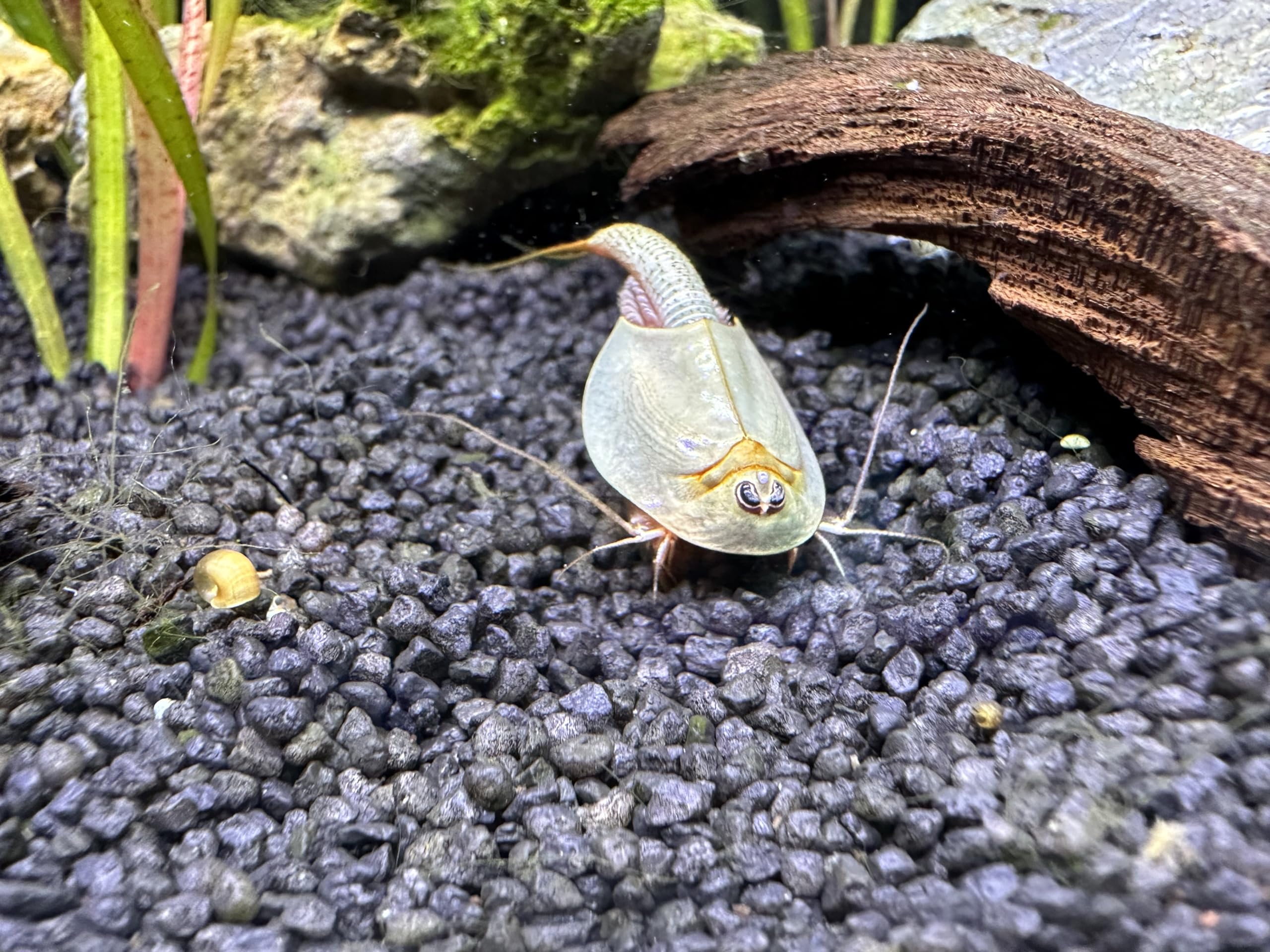 Kopia Triops Longicaudatus ok. 200 Pure Eggs (1 kapsułka)