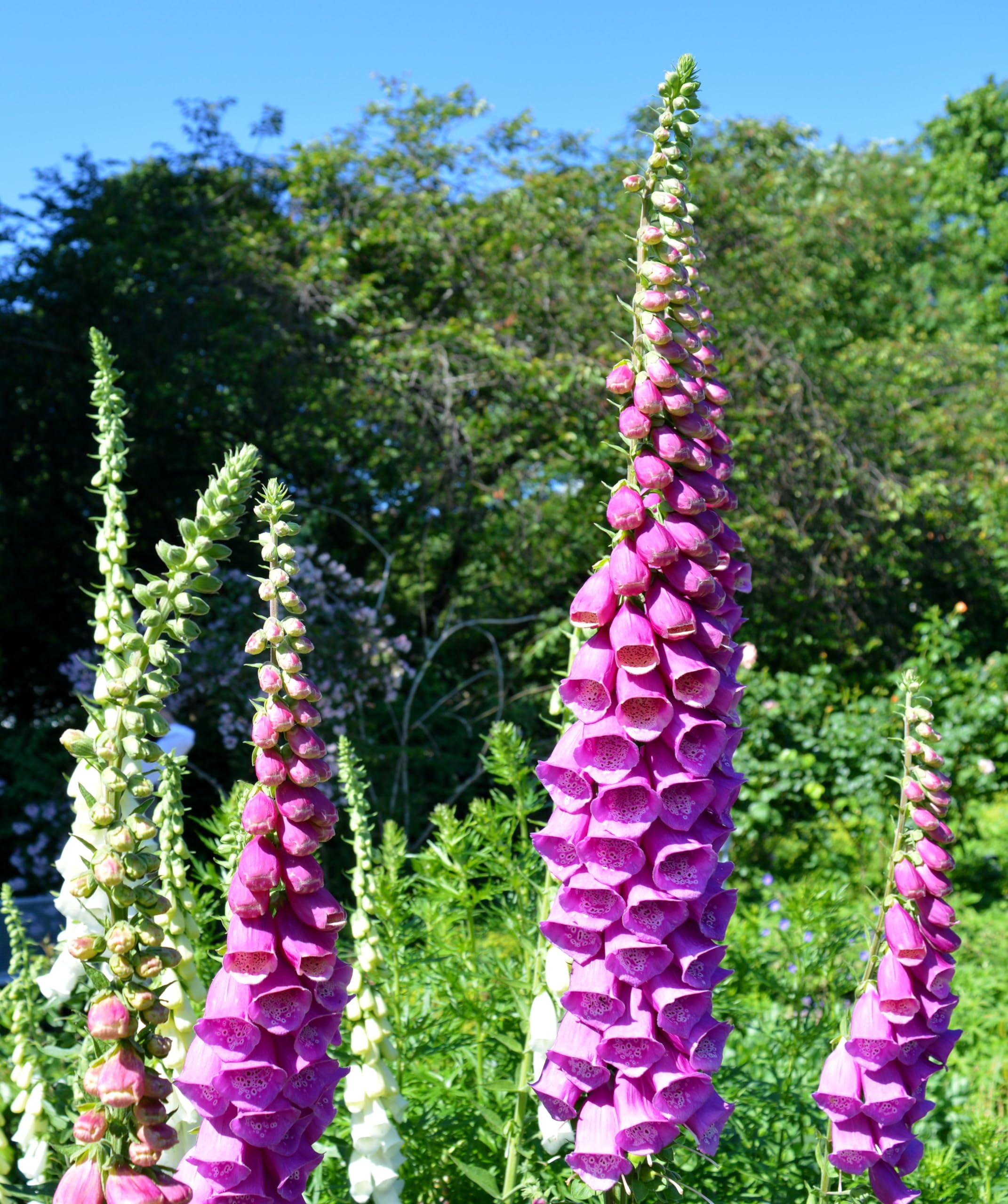 Roter Fingerhut (Digitalis purpurea) Samen. Zier- & Heilpflanze (100000 Samen = 8,0g)