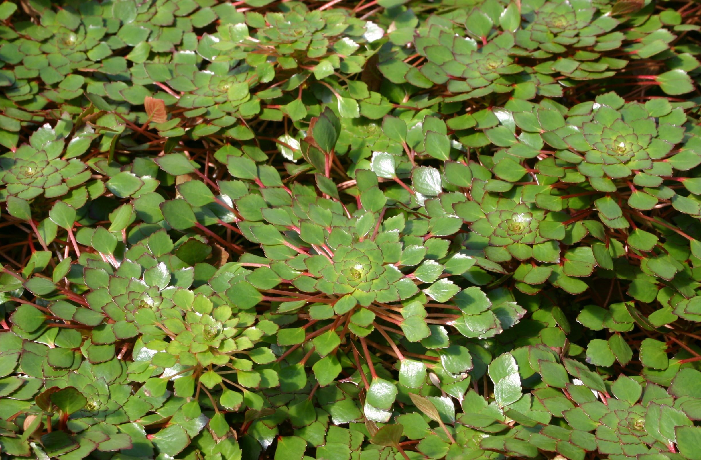 POND PLANT, LUDWIGIA SEDIODES