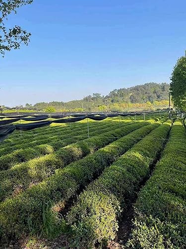 Miniatura 6 de Nourishment Rituals Green Tea Super Latte Matcha en polvo | Auténtica matcha japonesa instantánea de grado ceremonial, mezcla de superalimentos en