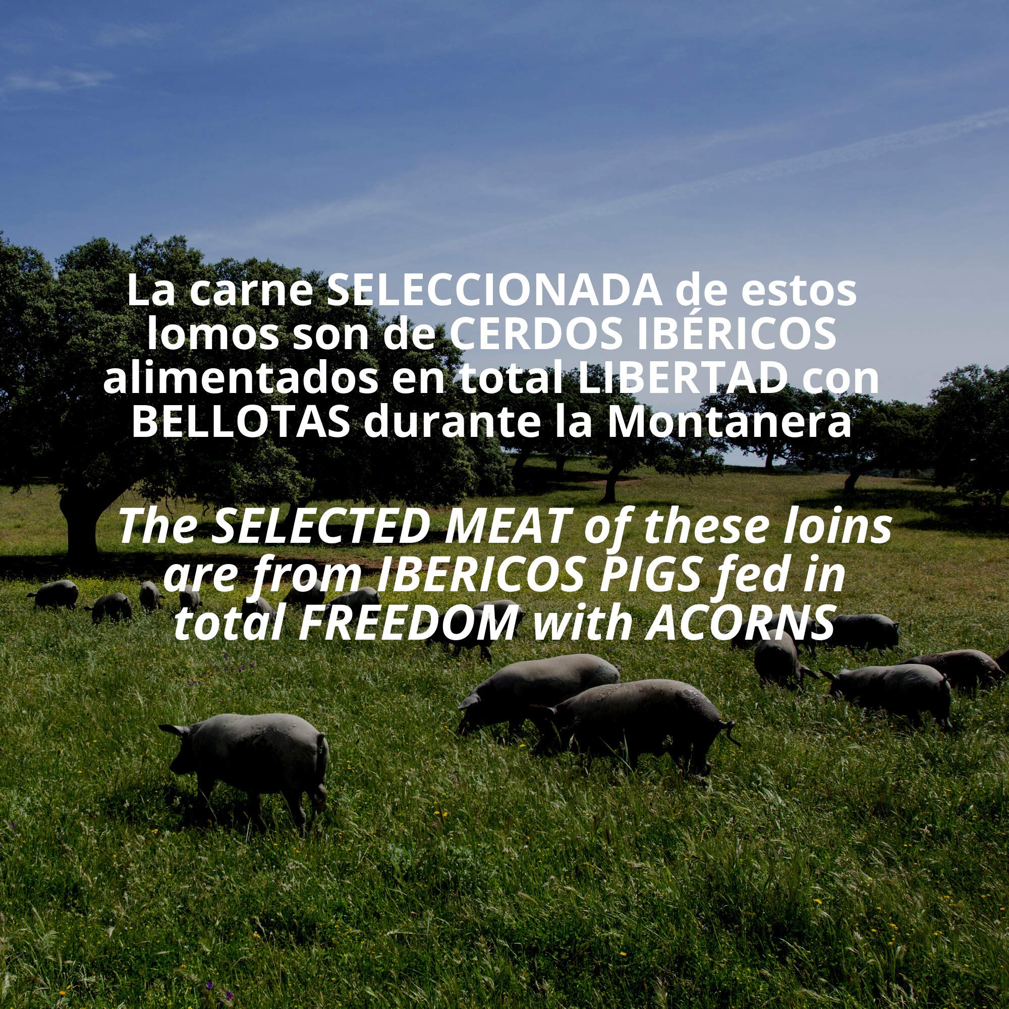 1.2 kg aprox Lomo Iberico de Bellota 100% Iberico Pata Negra - Embutidos Ibericos de Bellota Patanegra Envasados al Vacio - Manjar Iberico - Aroma Intenso Profundo y Lleno de Matices