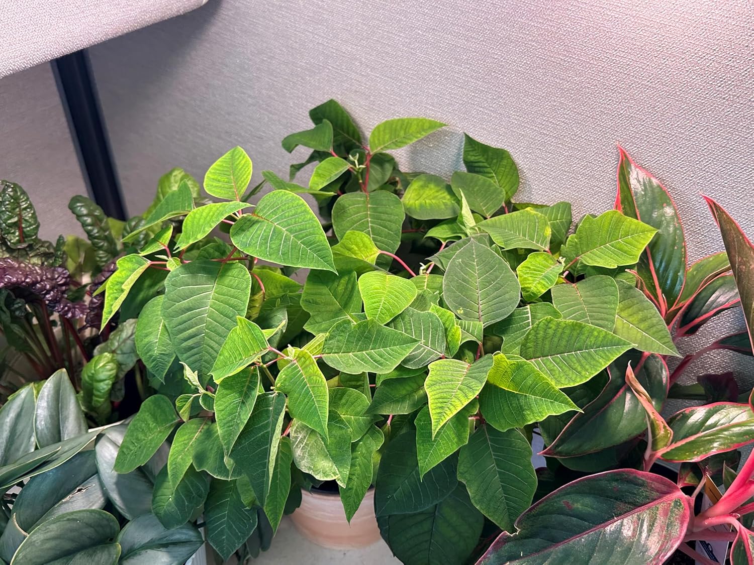 Miracle LED Strawberry Starter Grow Kit (Absolute Daylight Red Spectrum Edition 2-Pack)