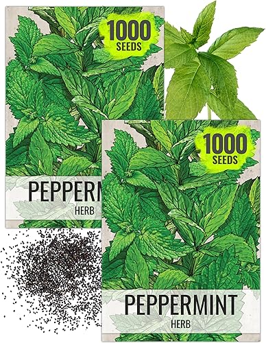 Vista 9 de Seed Needs, Semillas de menta – 1000 semillas tradicionales para plantar Mentha piperita – Hierba medicinal/culinaria, sin OMG y sin tratar – Ideal