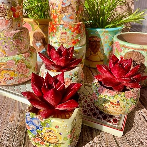 Miniatura 6 de Echeveria Agavoides v Romeo Rubin - Kit de suculentas con maceta de plástico, 1 cabeza de planta viva de 2.5 pulgadas, suelo comprimido y guía, para