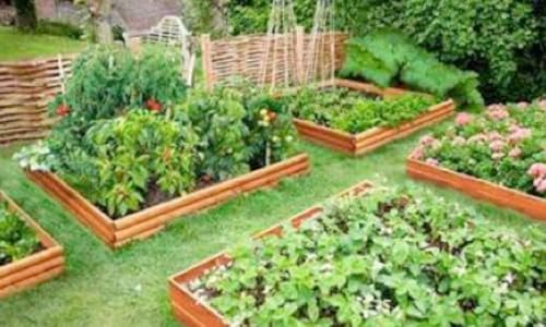 Successful Raised Bed Gardening: A Beginner’s Guide - Thumbnail 2