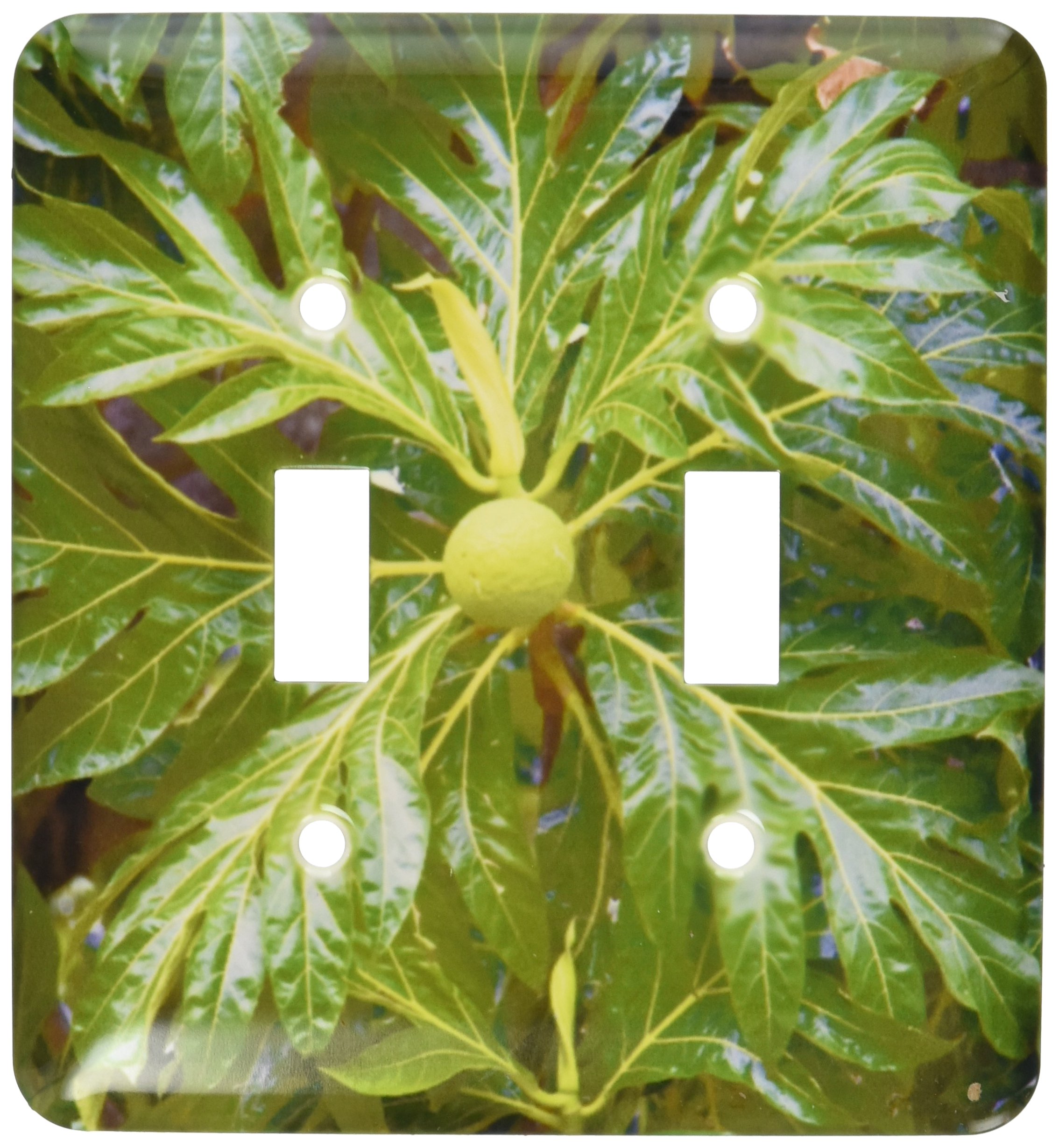 3dRose lsp_85048_2 Breadfruit Tree, Moorea, French Polynesia Oc13 Dpb0078 Douglas Peebles Double Toggle Switch