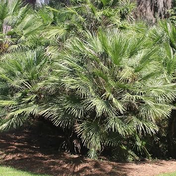 Windmill Palm 3 Gallon