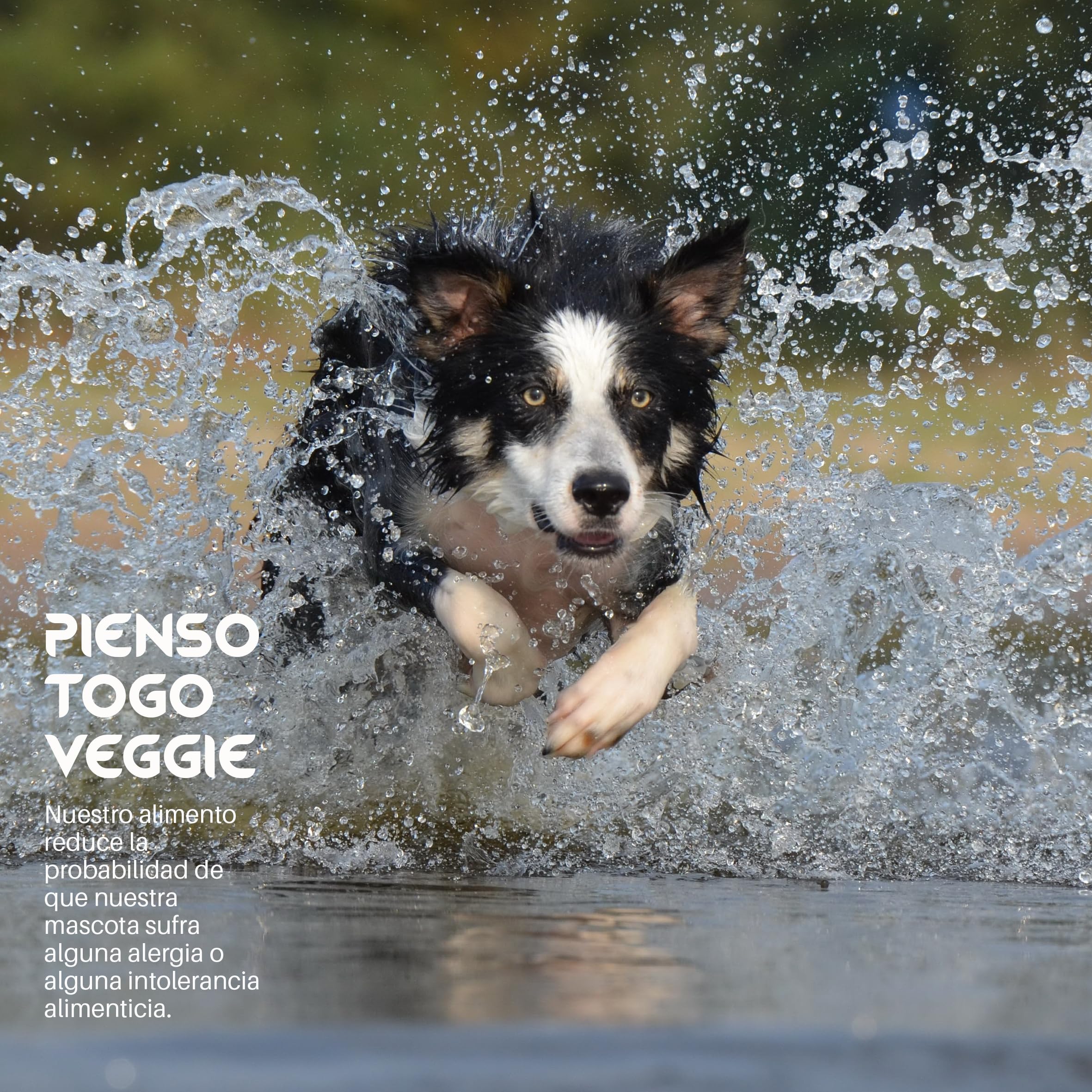 Pienso Togo Hipoalergenico Natural Veggie Perros [12 kg] Comida SIN Cereales | Apto para Todas Las Razas y Tamaños | Ideal Sistema gastrointestinal, renal y Articular | Proteínas y Light