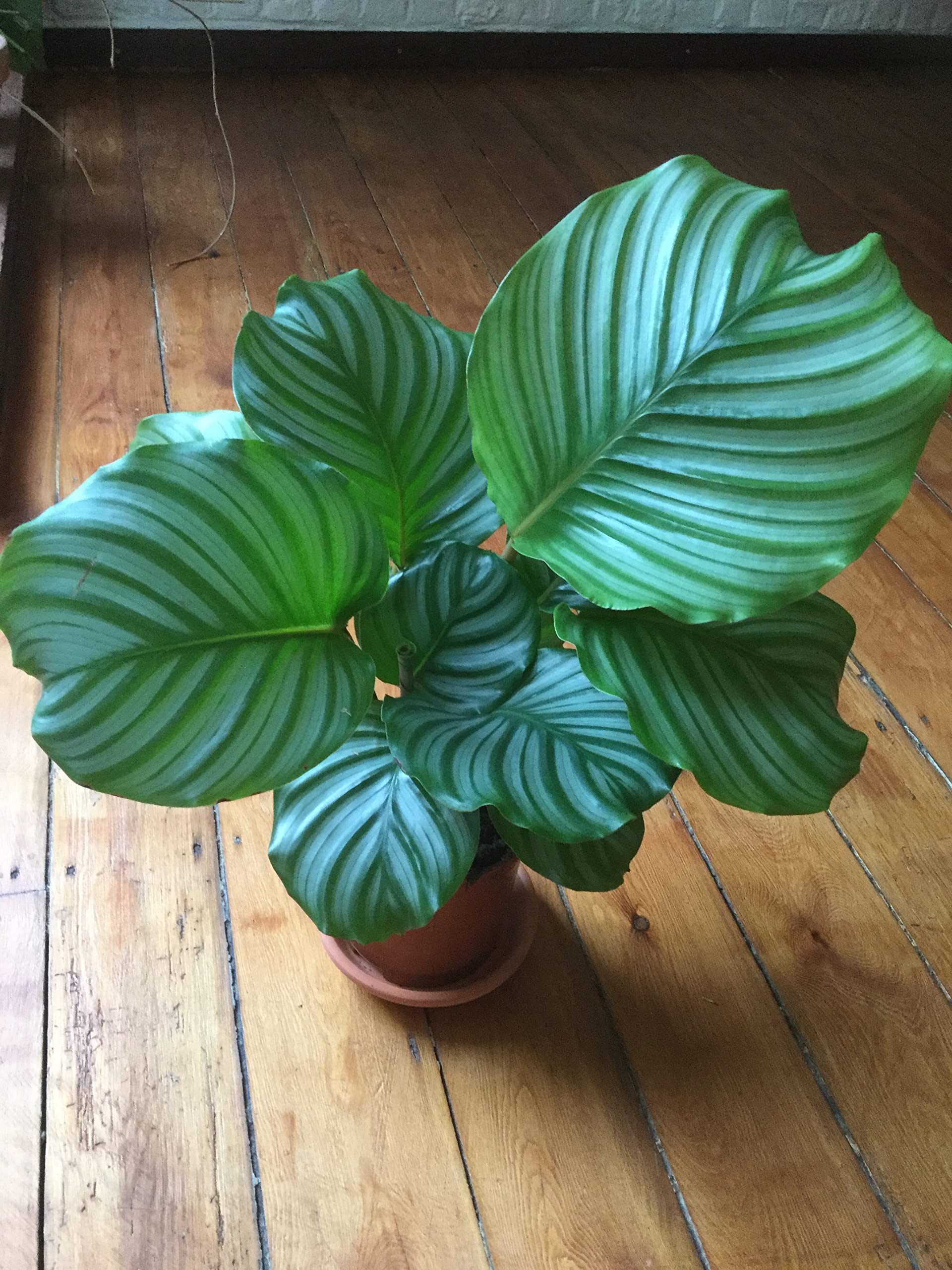 ExoticRarePlants Calathea Orbifolia (Goeppertia orbifolia) Ornamental Rare Imported Variety Natural Live Plant Collectors Choice (B09L76FNZS) Amazon Price History, Amazon Price Tracker