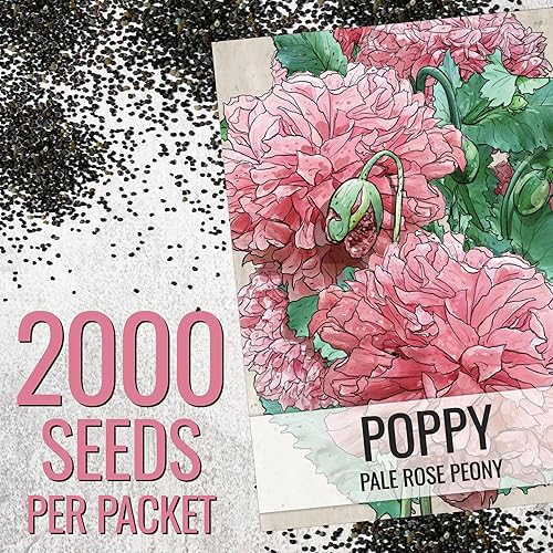 Miniatura 3 de Seed Needs, Semillas de amapola de peonía de rosa pálida para plantar (Papaver paeoniflorum) reliquia y polinizada abierta (2 paquetes)