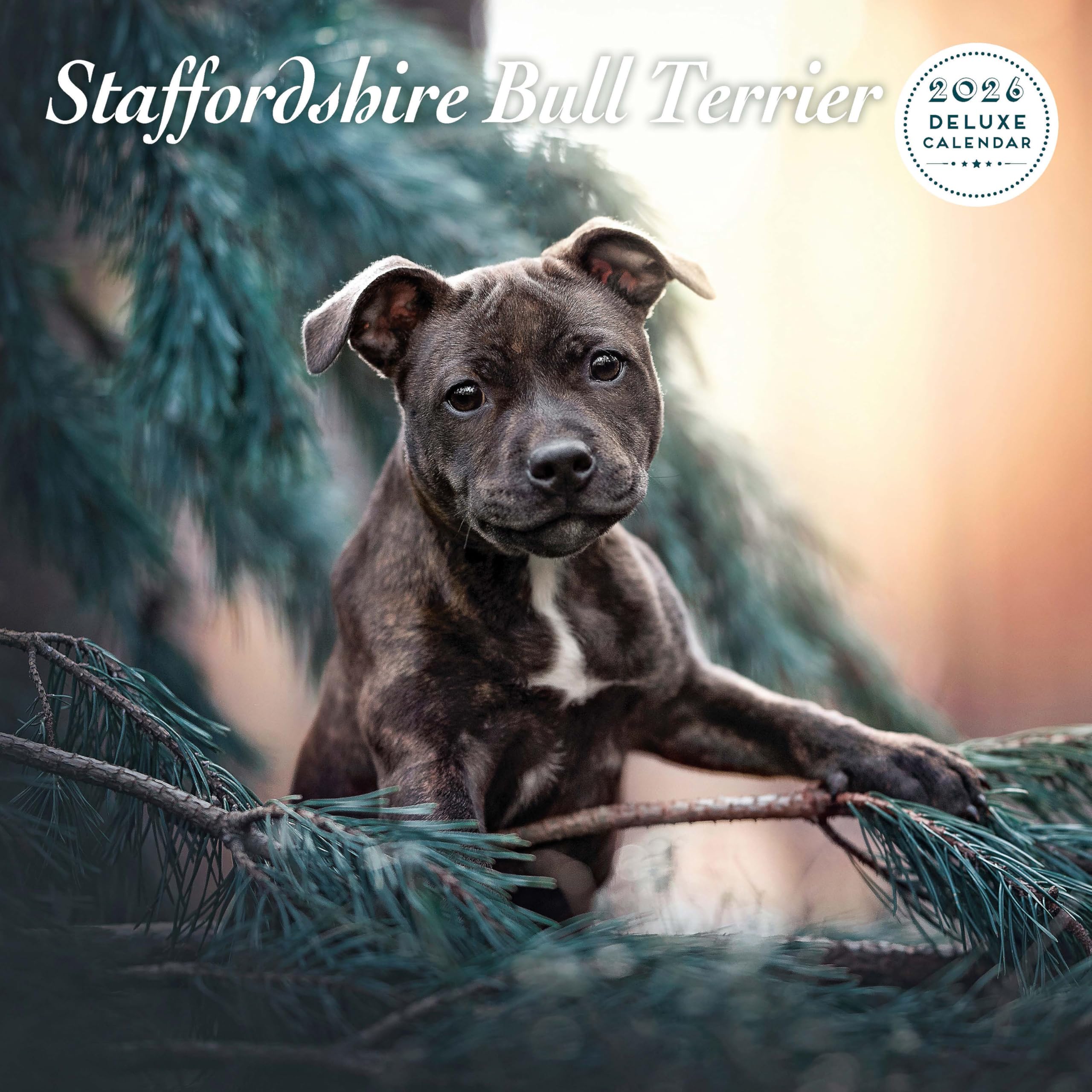 Staffordshire Bull Terrier 2026 Deluxe Calendar